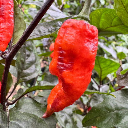Thanos - Red - Seeds
