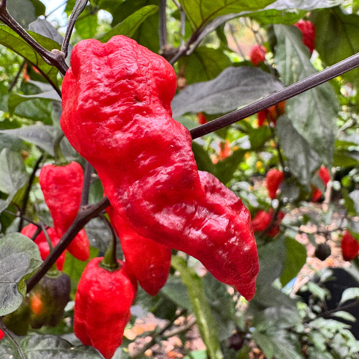 Thanos - Red - Seeds
