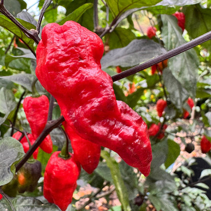 Thanos - Red - Seeds