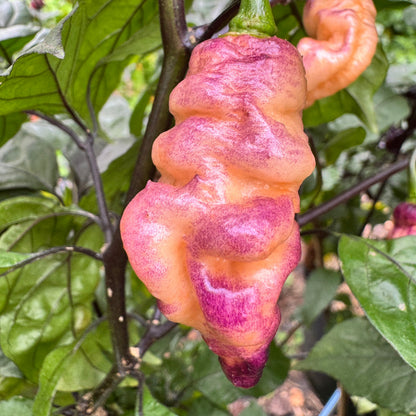 Thor’s Thunderbolt - Seeds