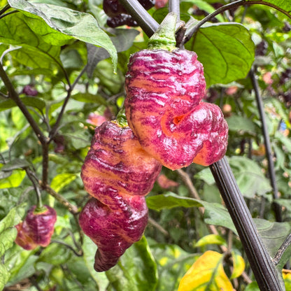 Thor’s Thunderbolt - Seeds