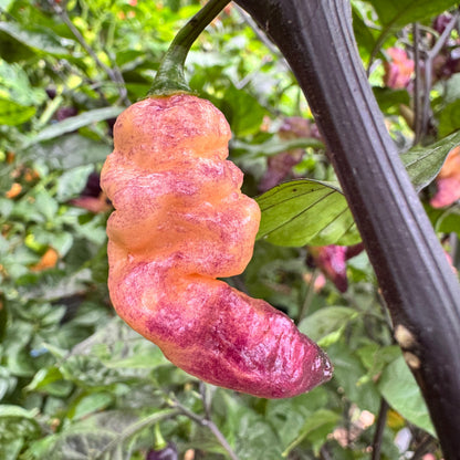 Thor’s Thunderbolt - Seeds