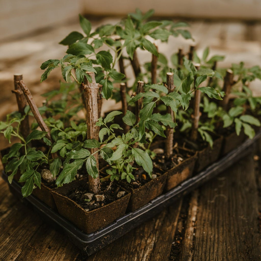 Elderberry Cuttings