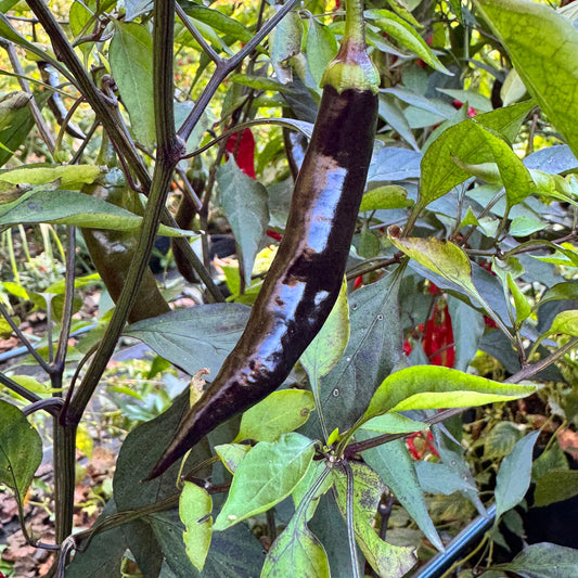 Thai Black - Seeds