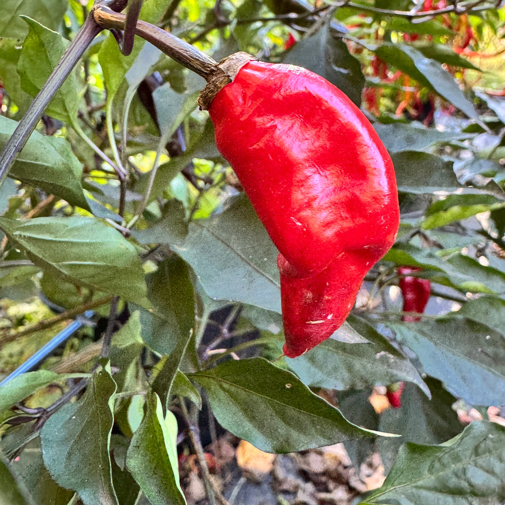 Thai Black - Seeds