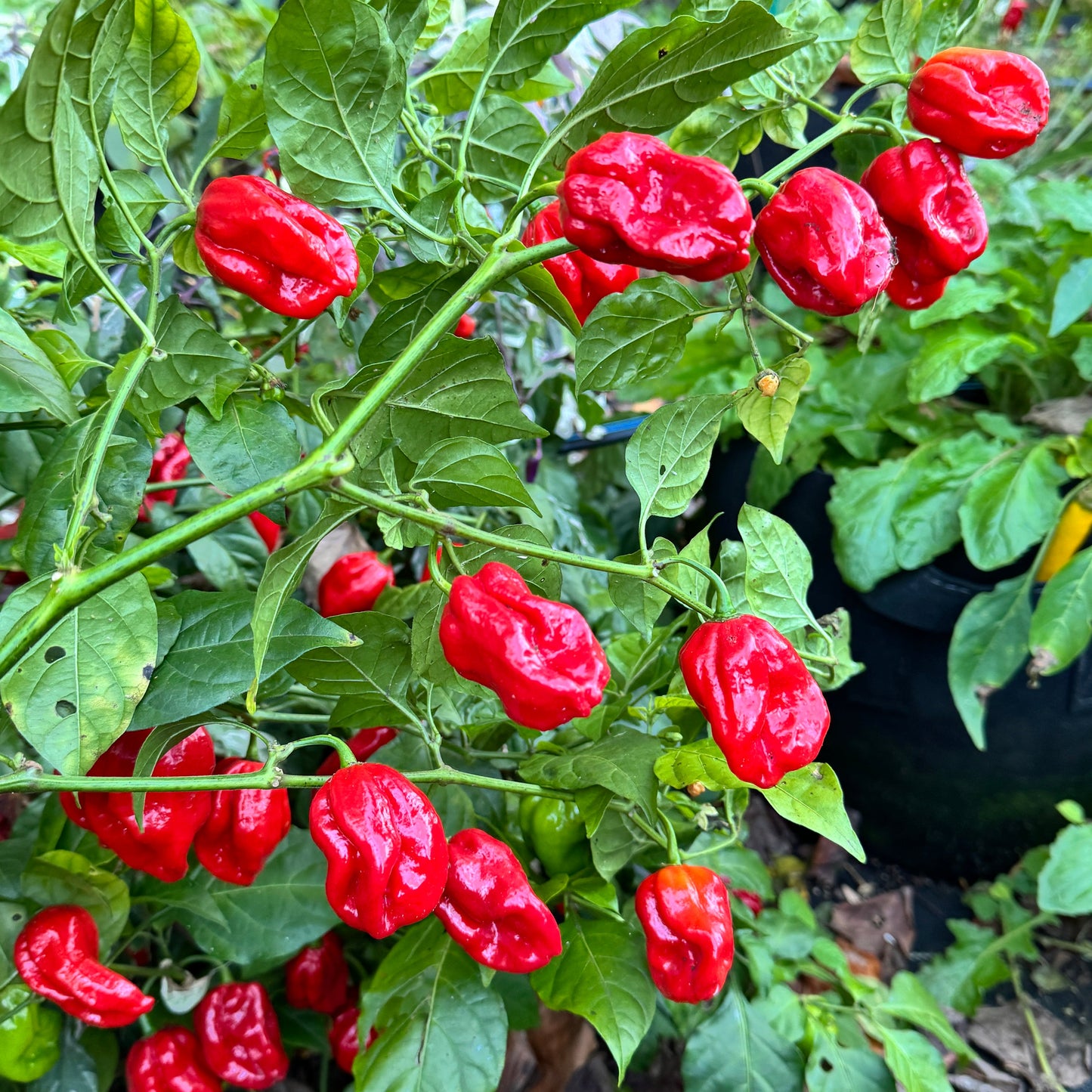 Bhutlah Scorpion - Seeds