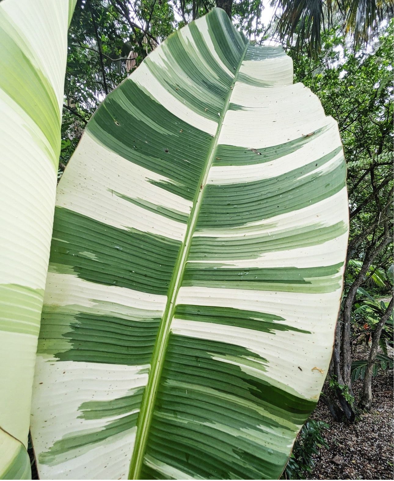 White Banana Musa ‘Florida’ Live Plant