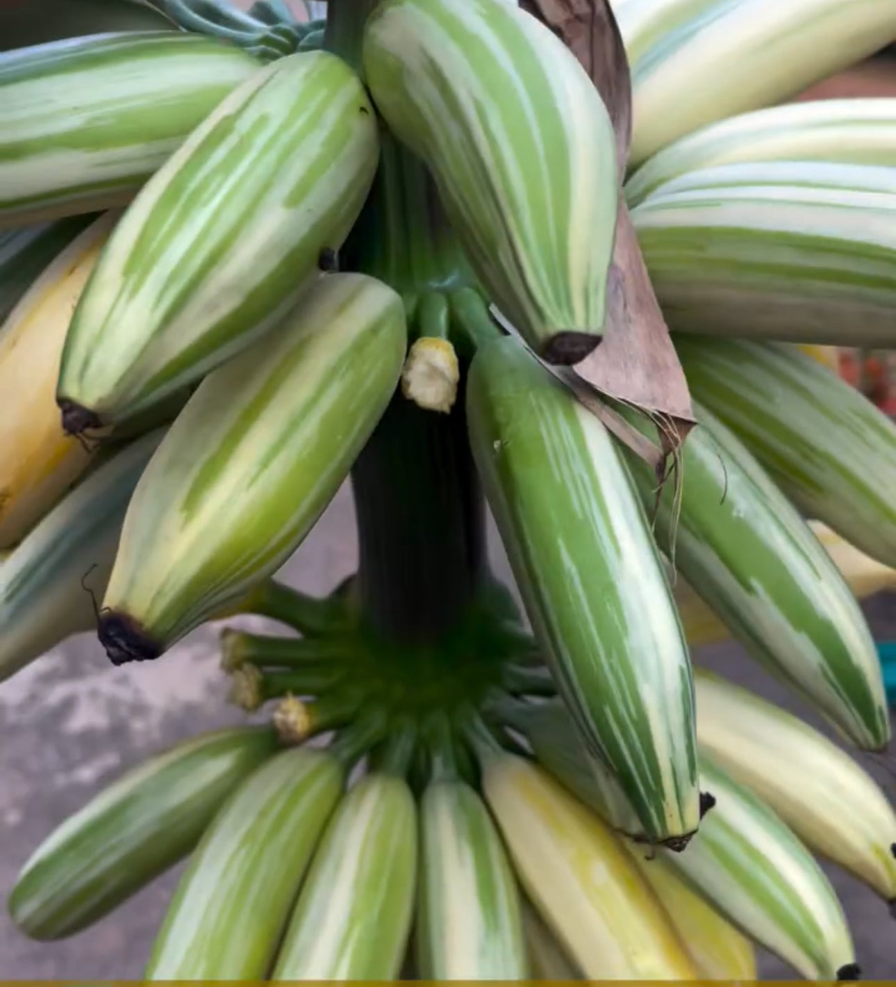 White Banana Musa ‘Florida’ Live Plant