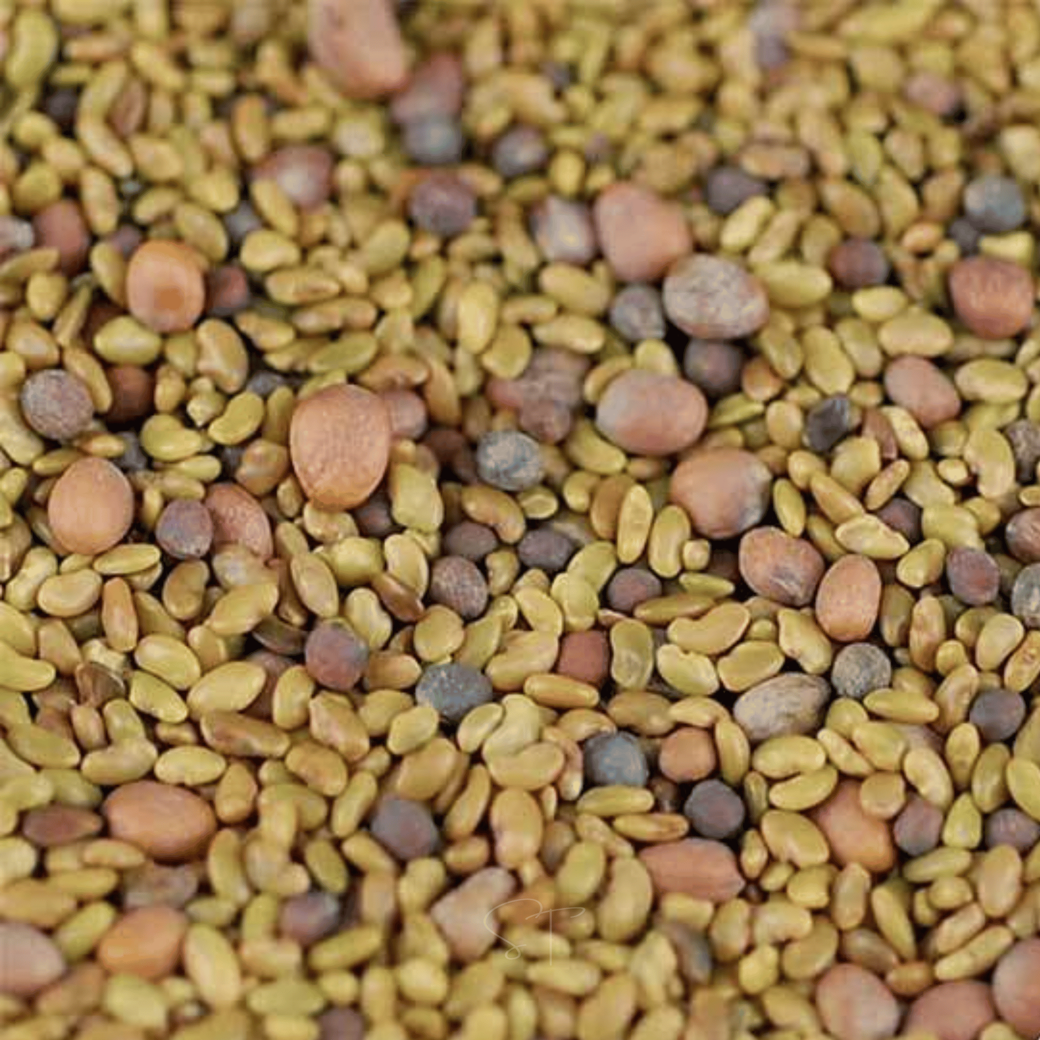 5 Part Salad Mix Sprout – 1,000 Seeds