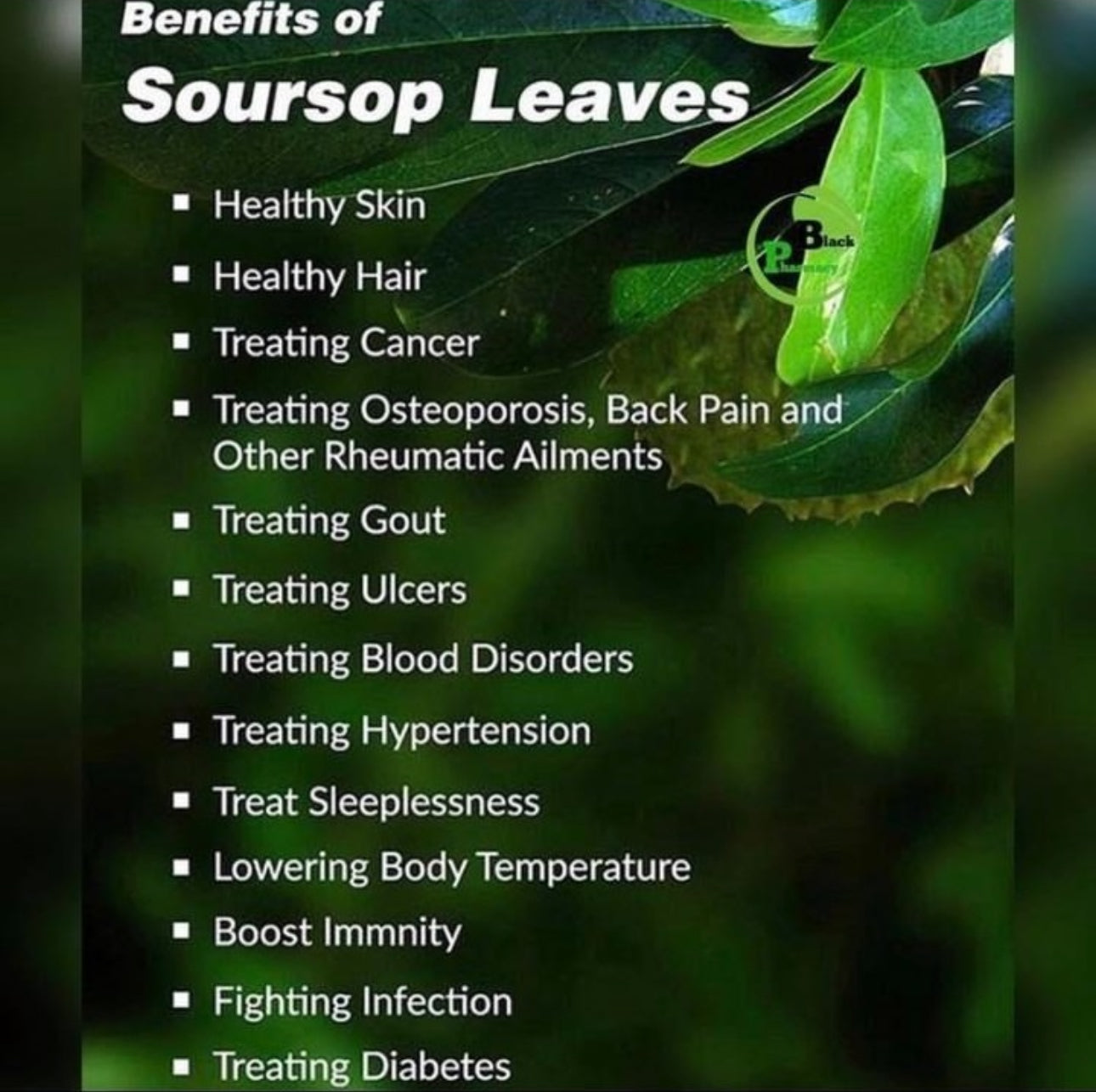 Soursop Tree