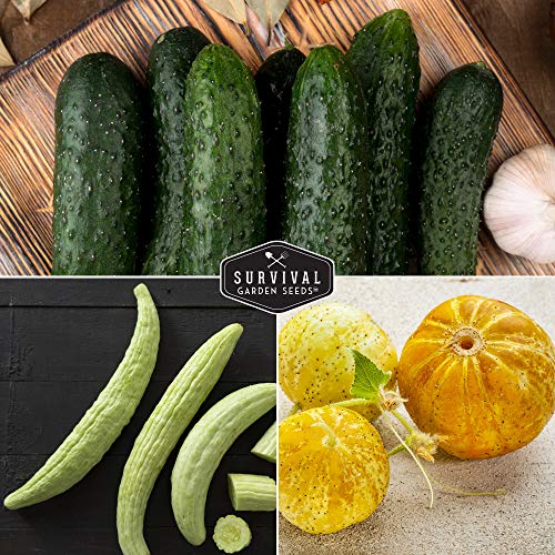 Cucumber Seed Collection – Armenian, Beit Alpha, Lemon, National Pickling & Spacemaster Varieties