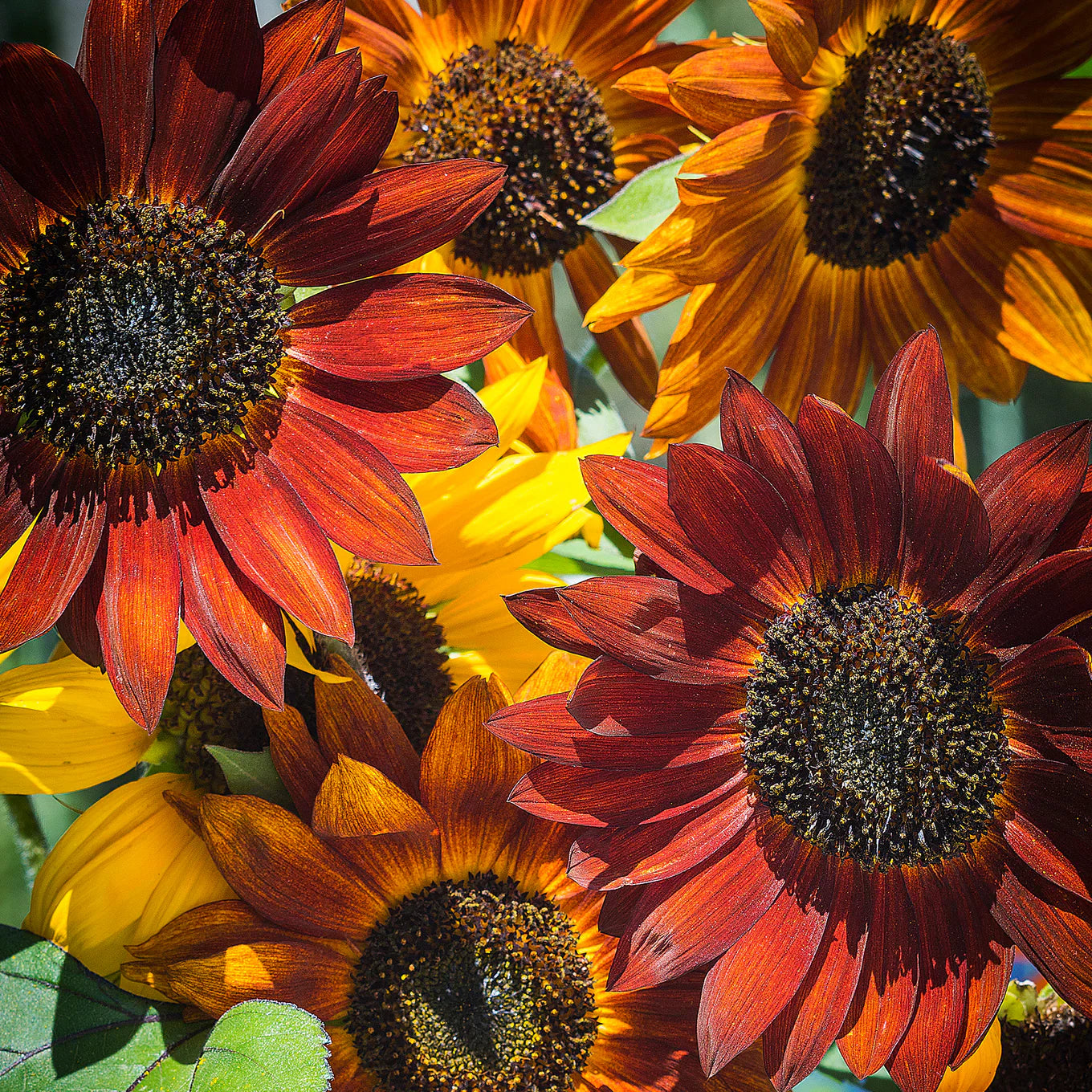 Red with Golden Highlights Sunflower Seeds – Stunning Bicolor Blooms for Gardens