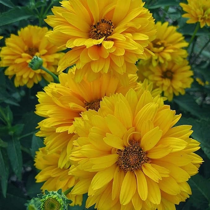False Sunflower Seeds (Heliopsis Helianthoides) - Hardy Perennial, Heat & Drought Tolerant Blooms