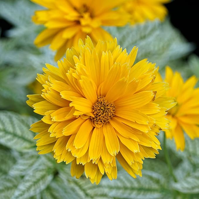 False Sunflower Seeds (Heliopsis Helianthoides) - Hardy Perennial, Heat & Drought Tolerant Blooms