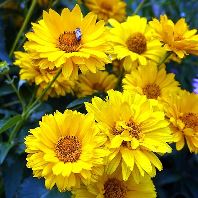 False Sunflower Seeds (Heliopsis Helianthoides) - Hardy Perennial, Heat & Drought Tolerant Blooms