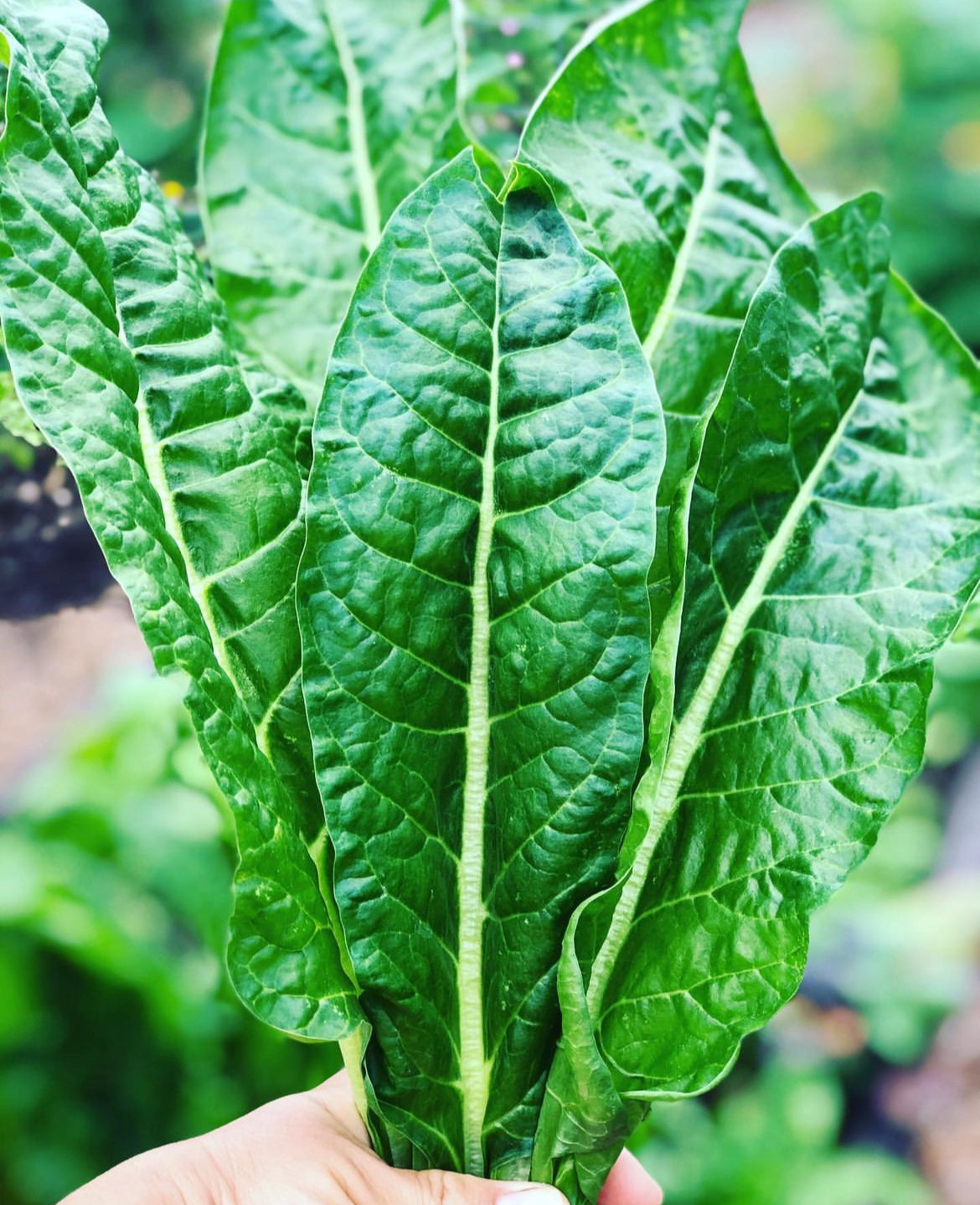 Perpetual Spinach Chard Hierloom Seeds