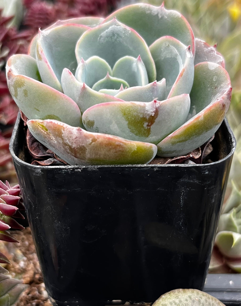 Echeveria Imbricata Hybrid