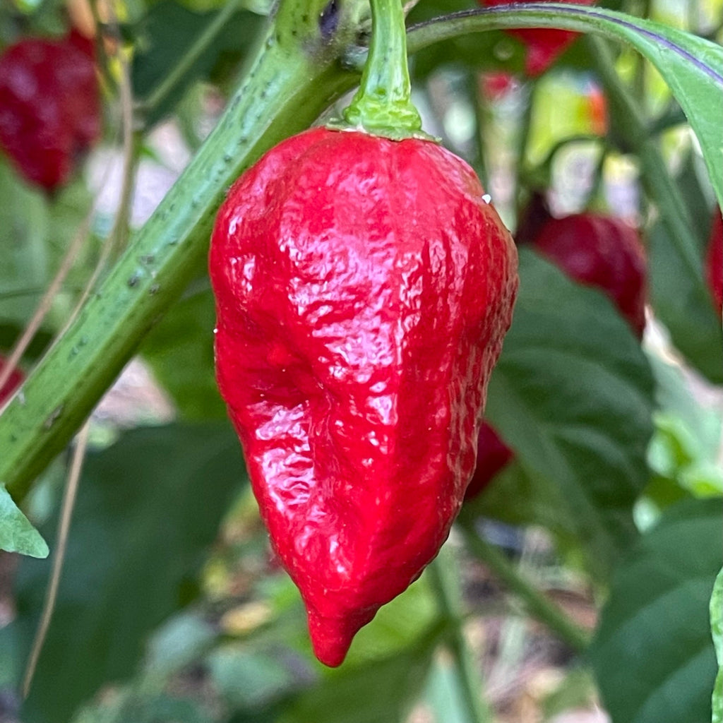 Trinidad Dog Chile - Seeds