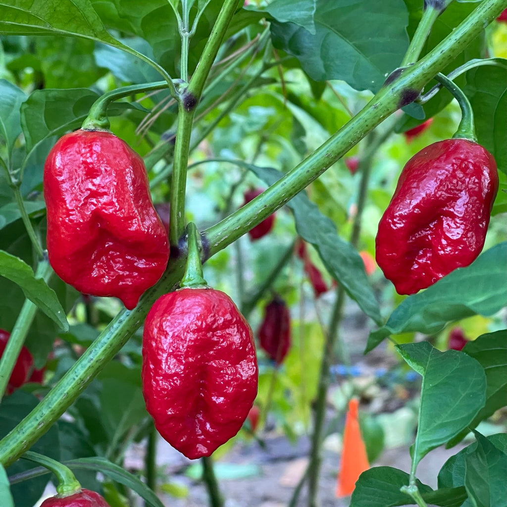 Trinidad Dog Chile - Seeds