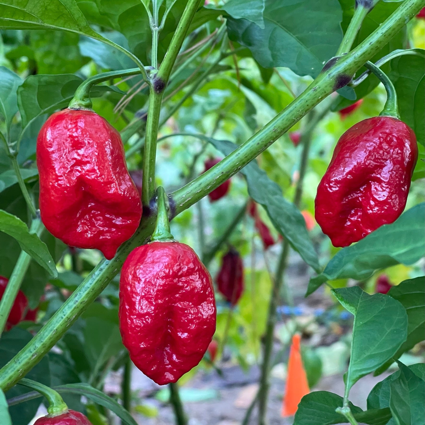 Trinidad Dog Chile - Seeds