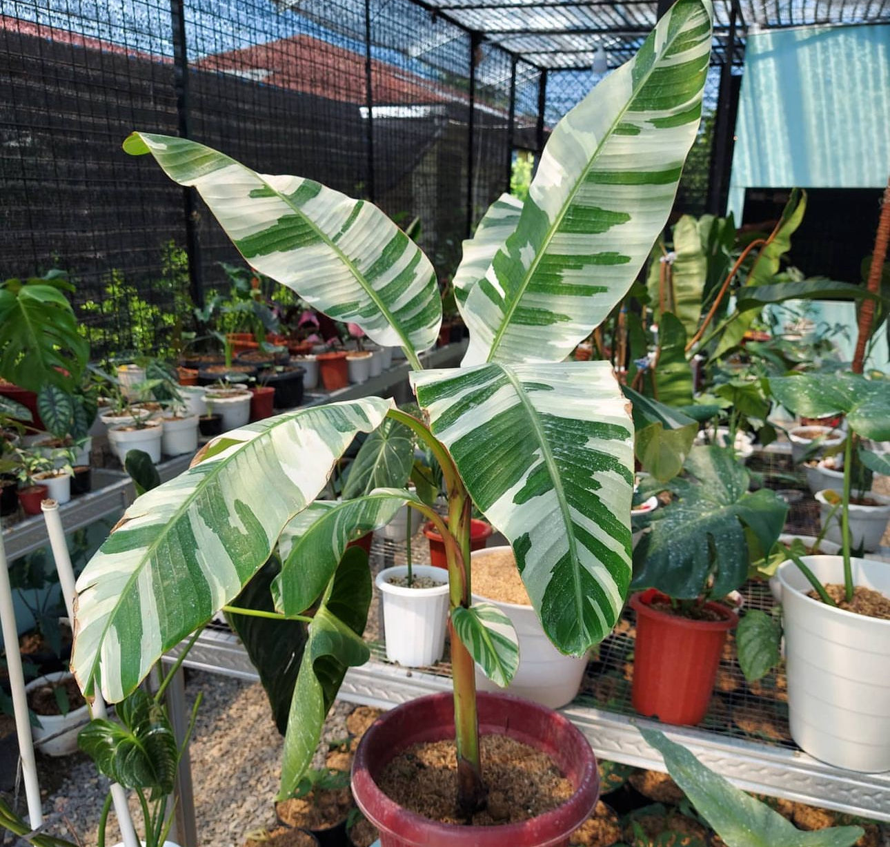 White Banana Musa ‘Florida’ Live Plant