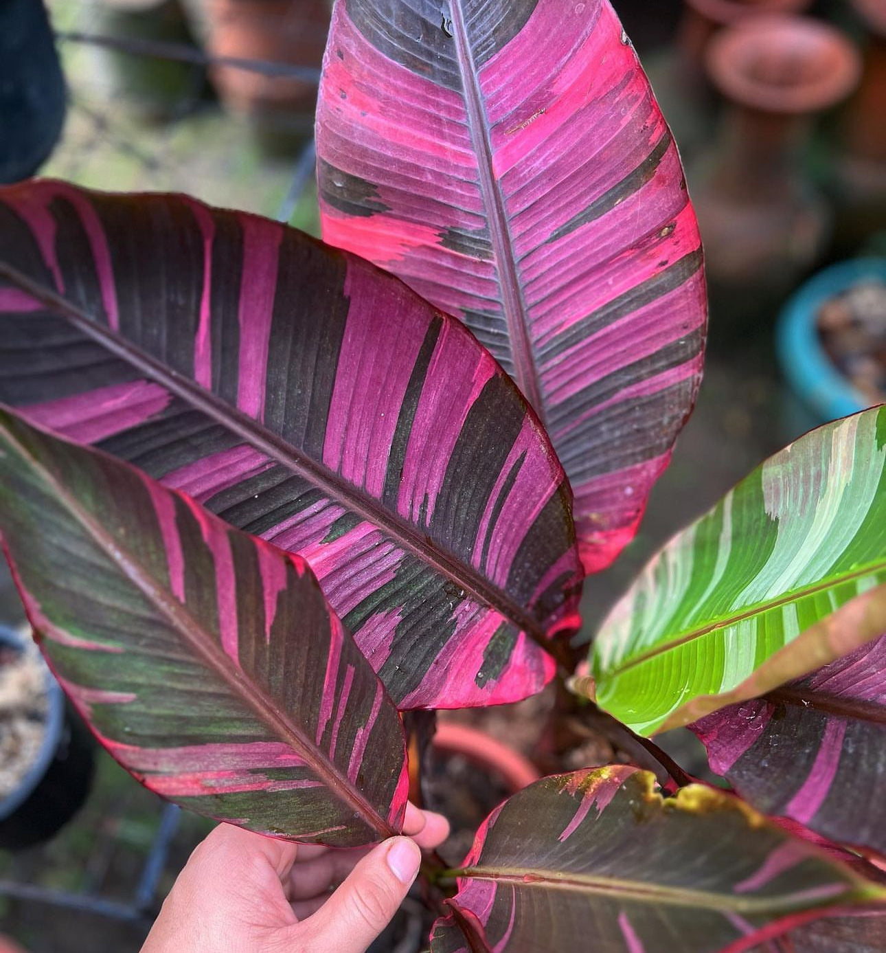 Pink Variegated Banana ‘No No’ Culture Live Plant (SUPER RARE)