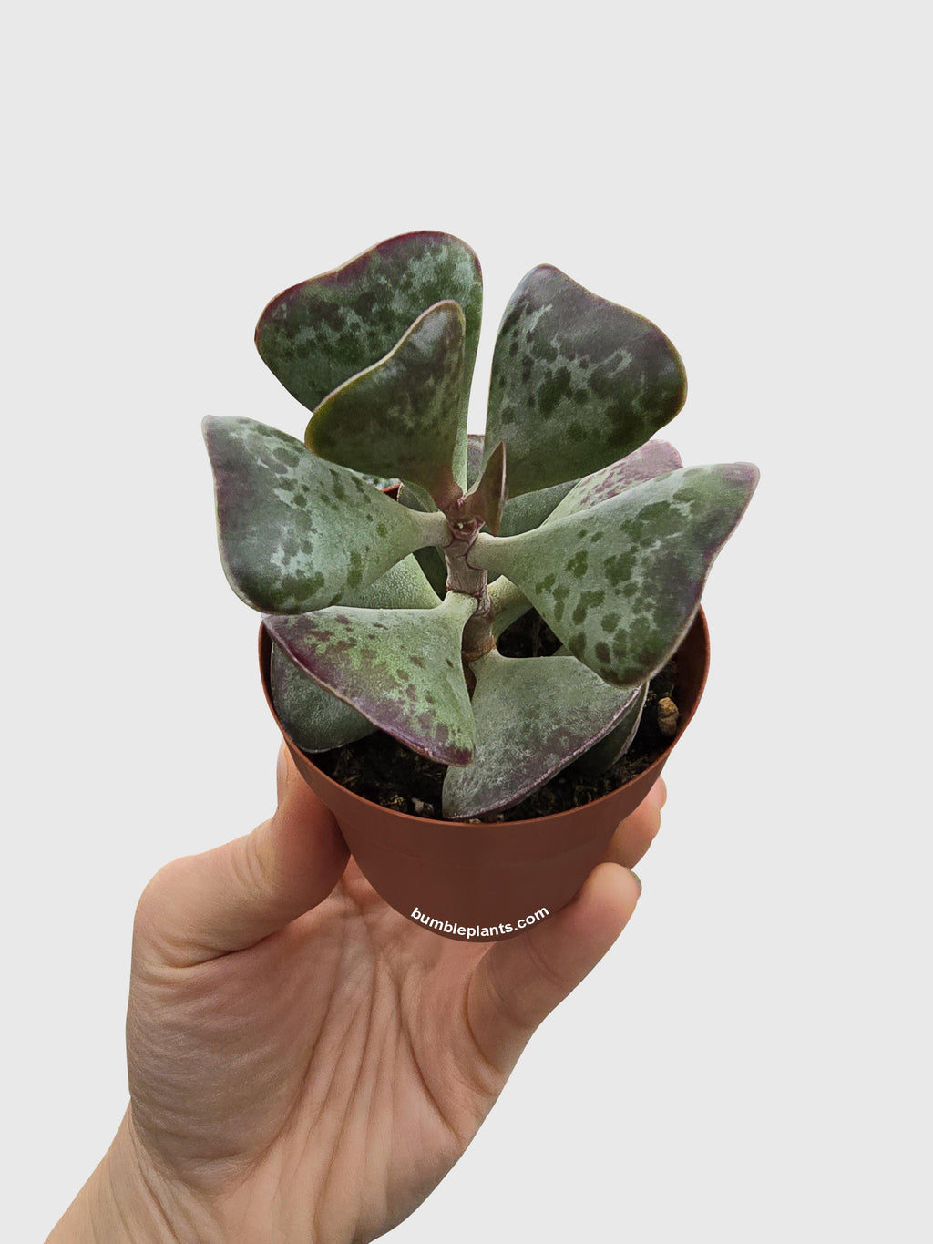 Calico Hearts Succulent