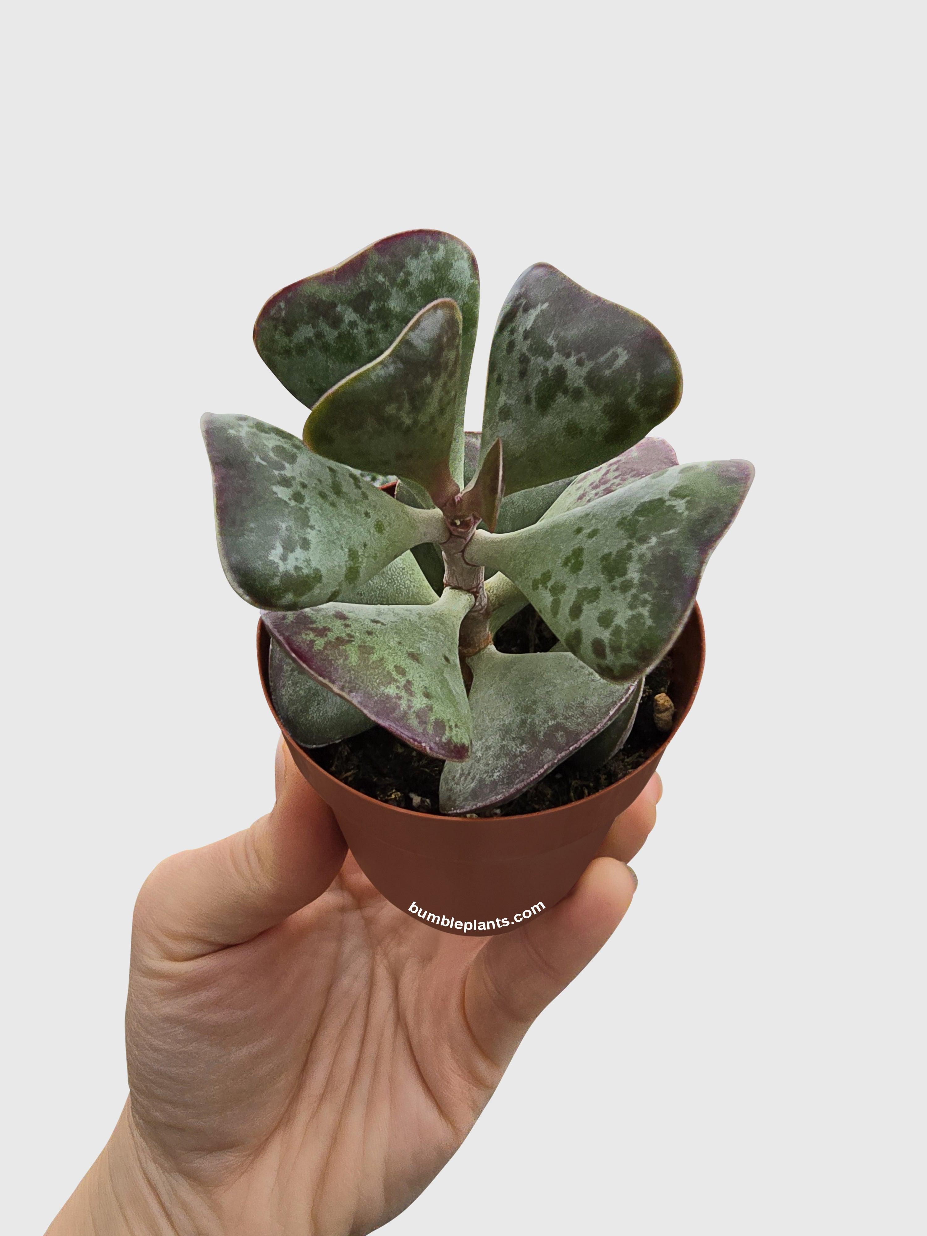 Calico Hearts Succulent