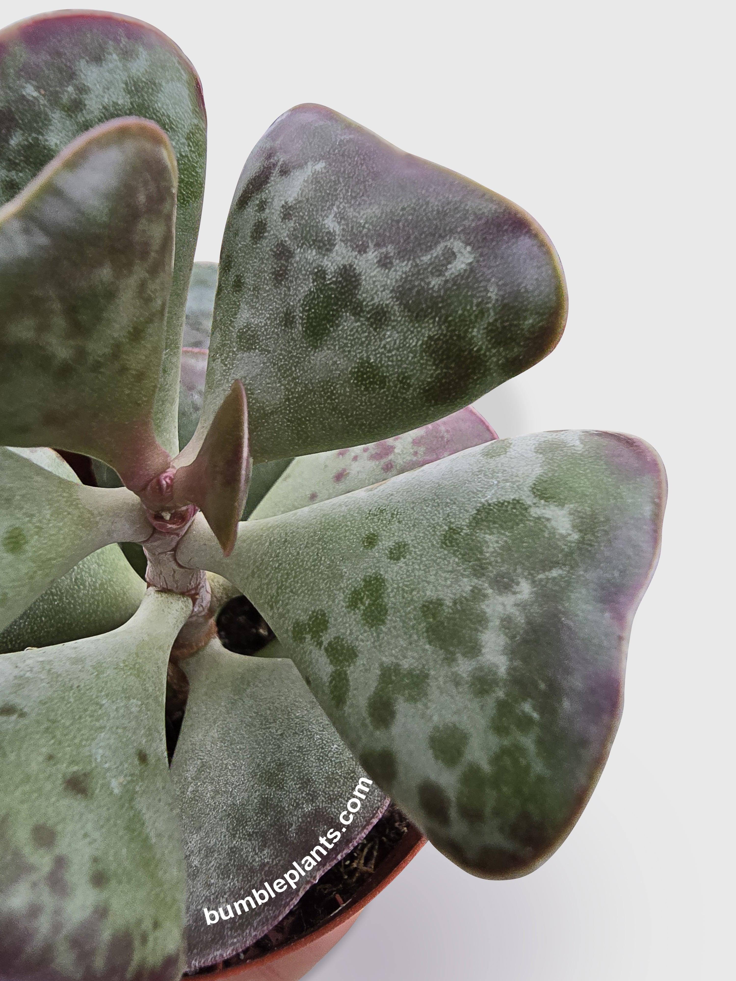 Calico Hearts Succulent