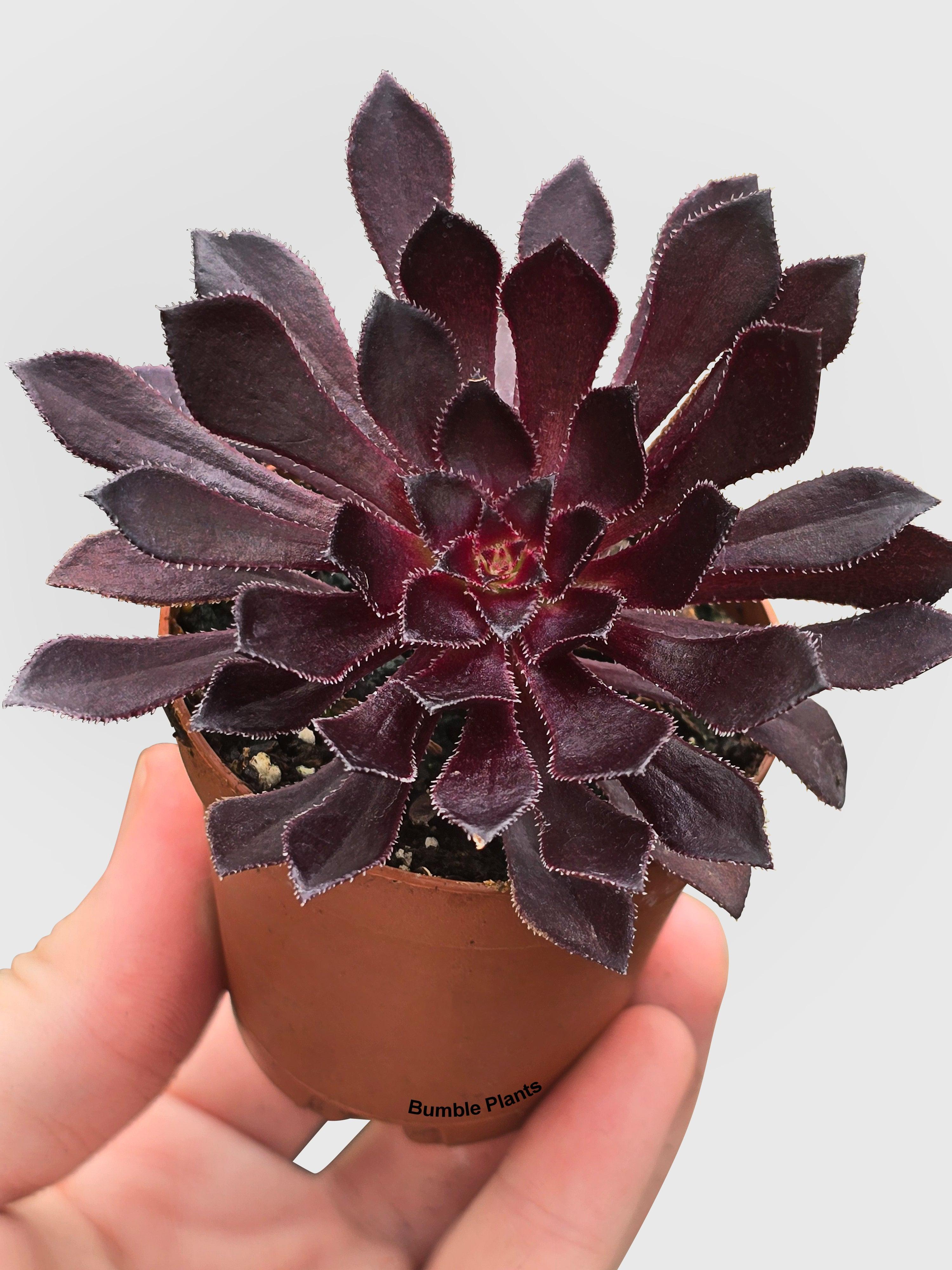 Aeonium Black Rose 'Arboreum Zwartkop'