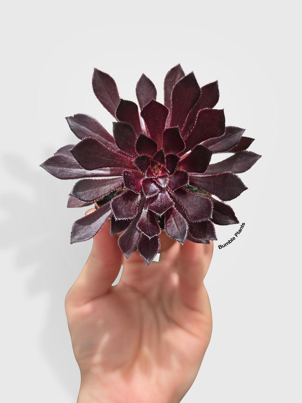 Aeonium Black Rose 'Arboreum Zwartkop'