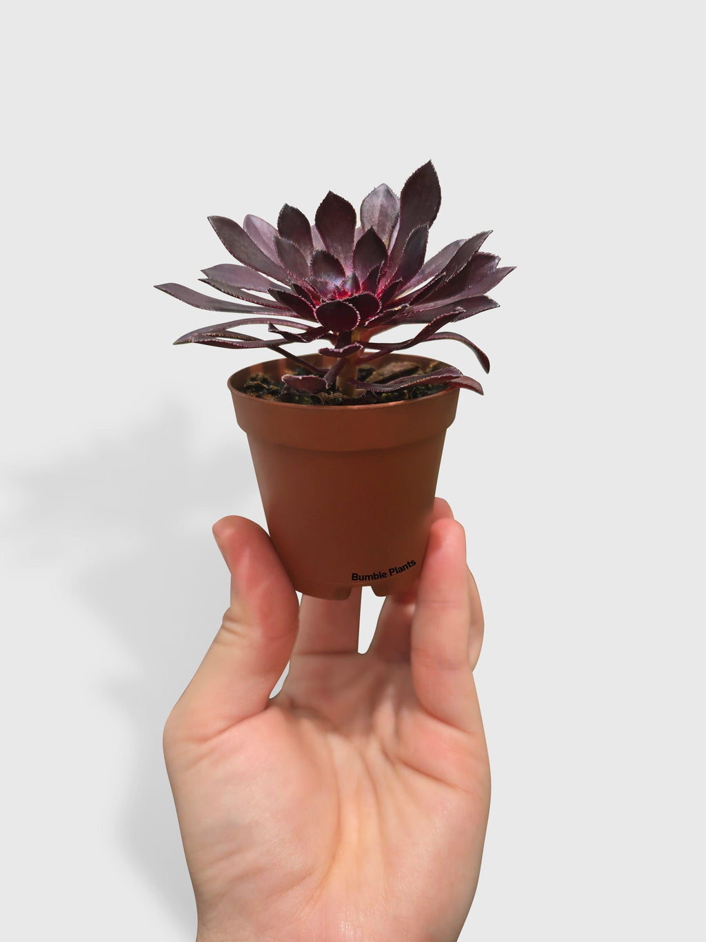 Aeonium Black Rose 'Arboreum Zwartkop'