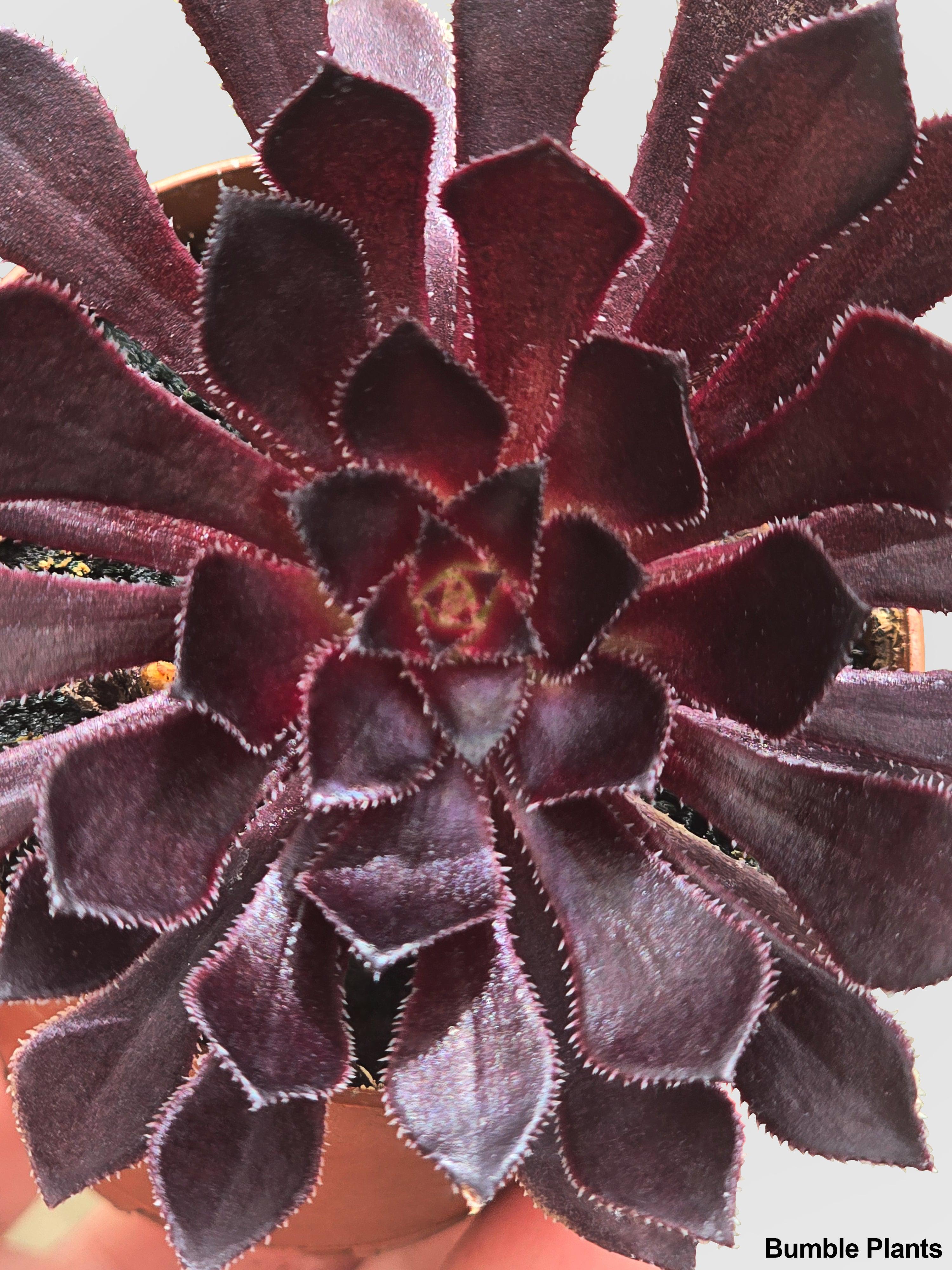 Aeonium Black Rose 'Arboreum Zwartkop'