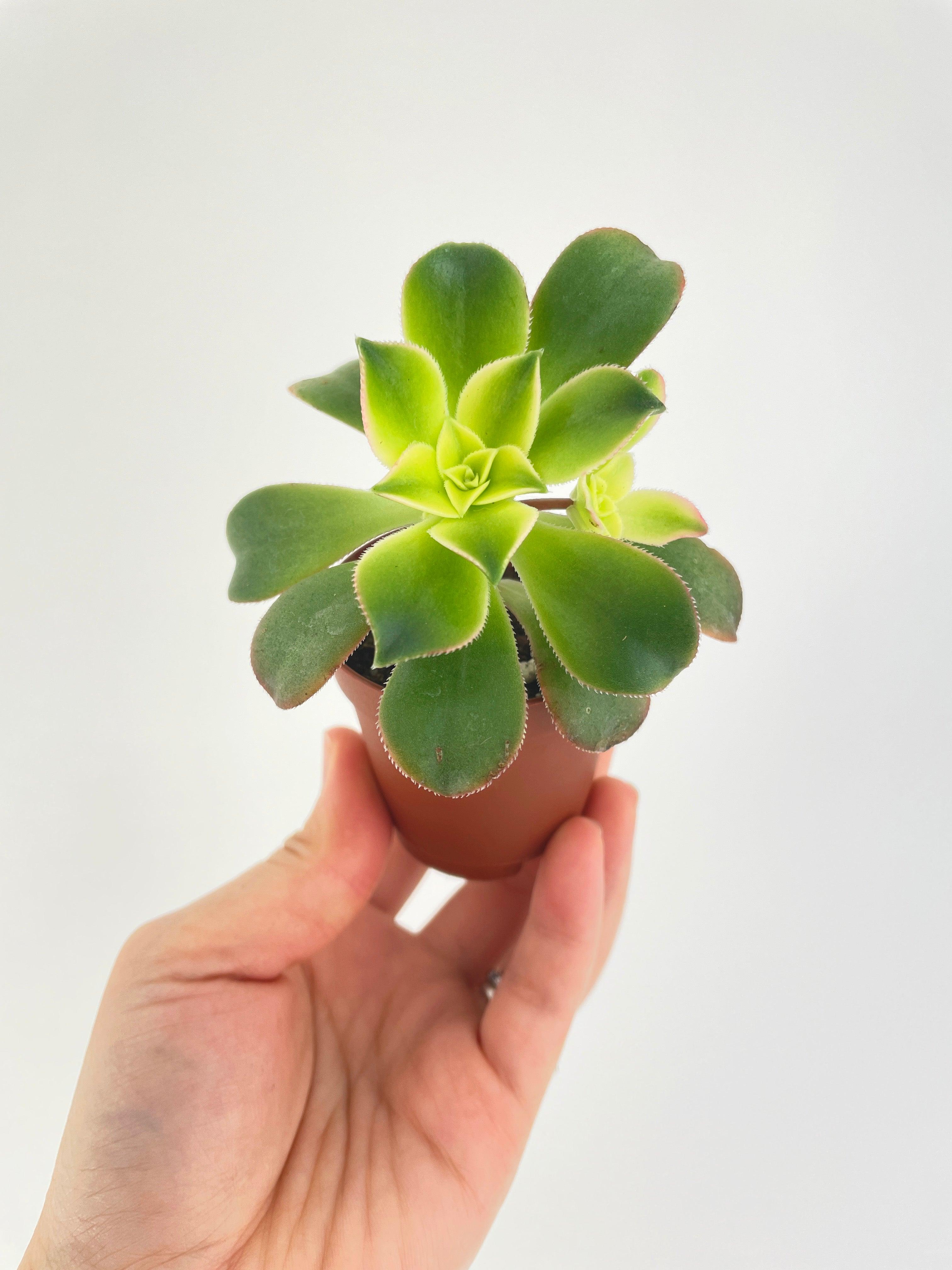 Aeonium 'Kiwi' Succulent