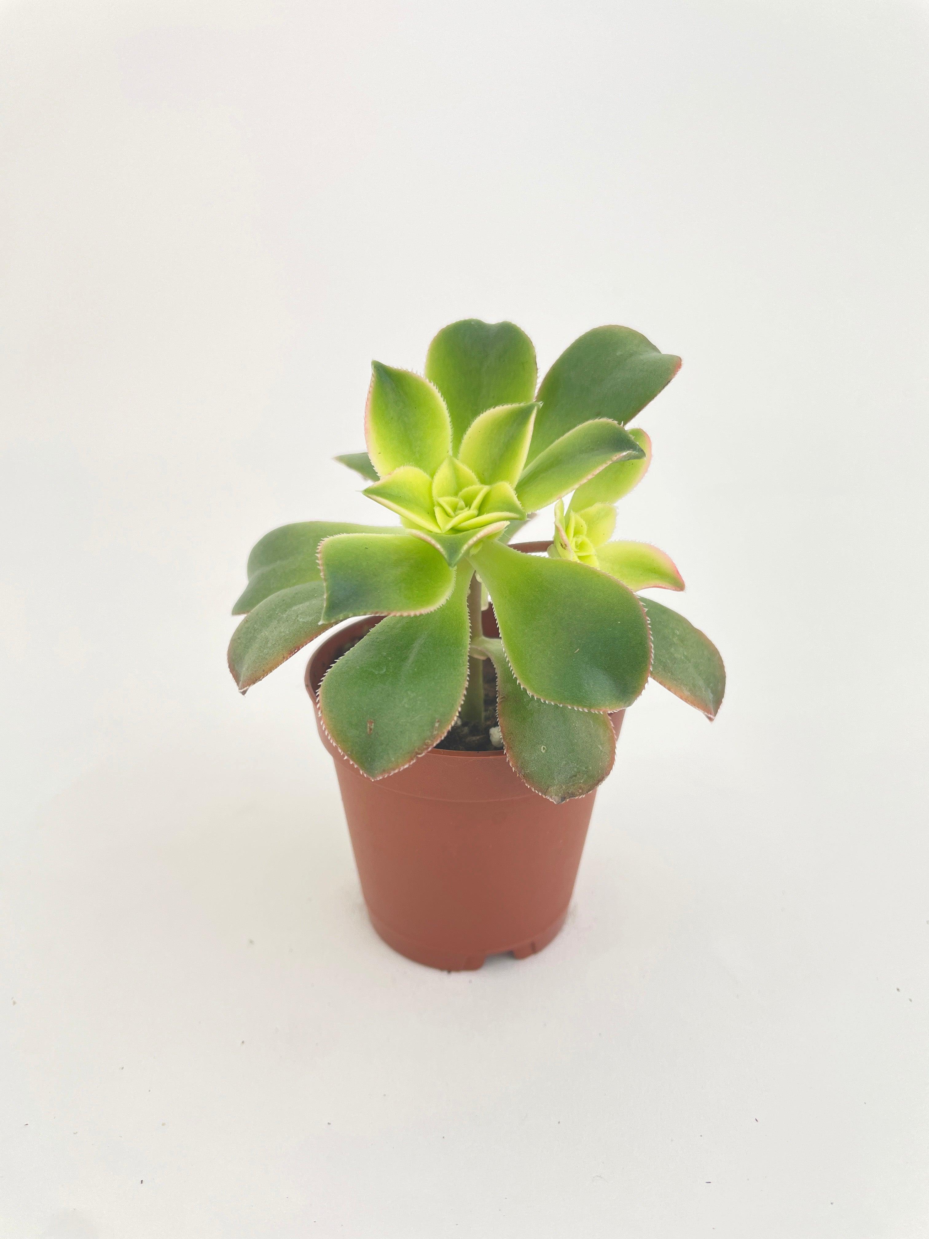 Aeonium 'Kiwi' Succulent