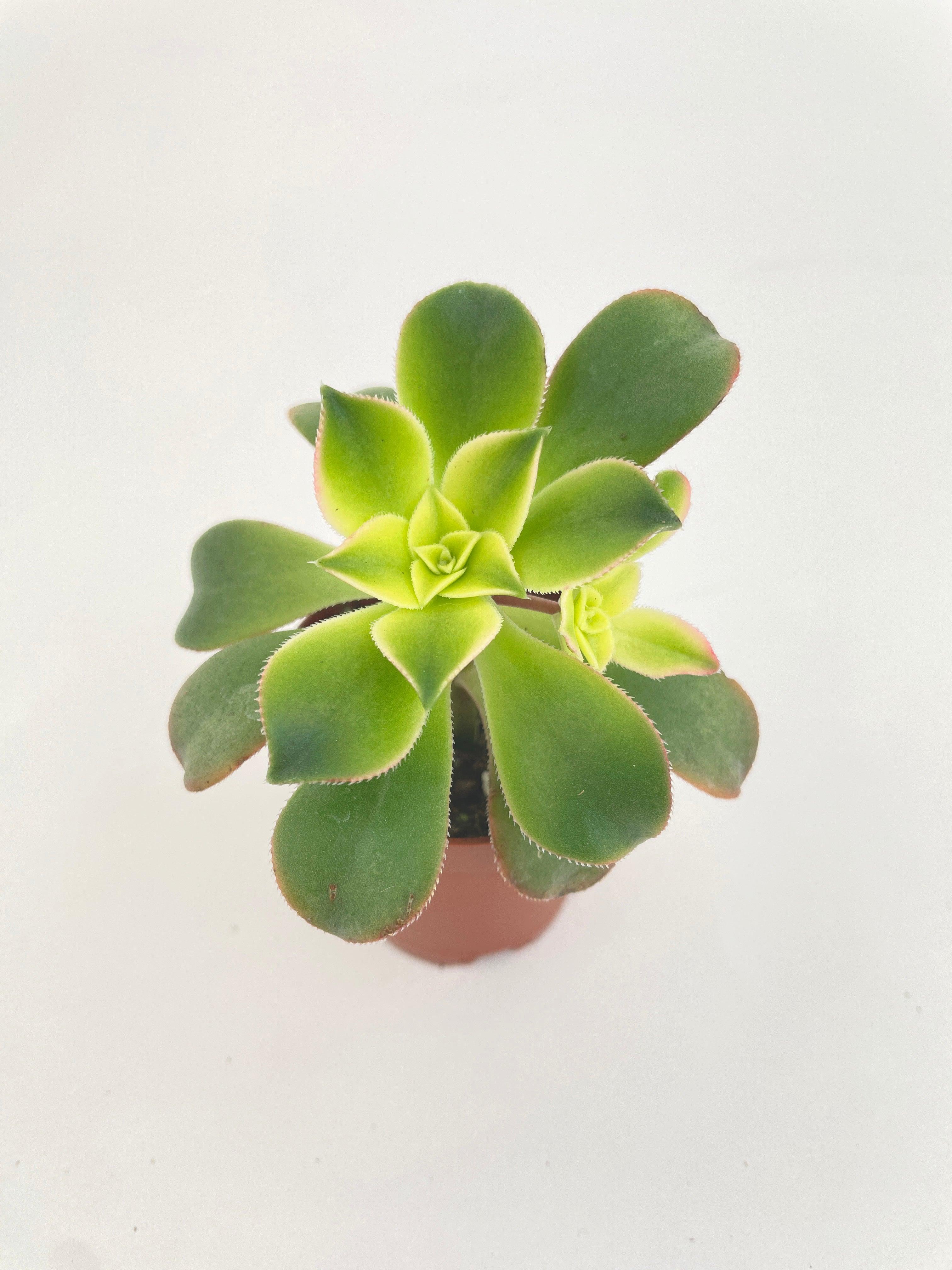 Aeonium 'Kiwi' Succulent