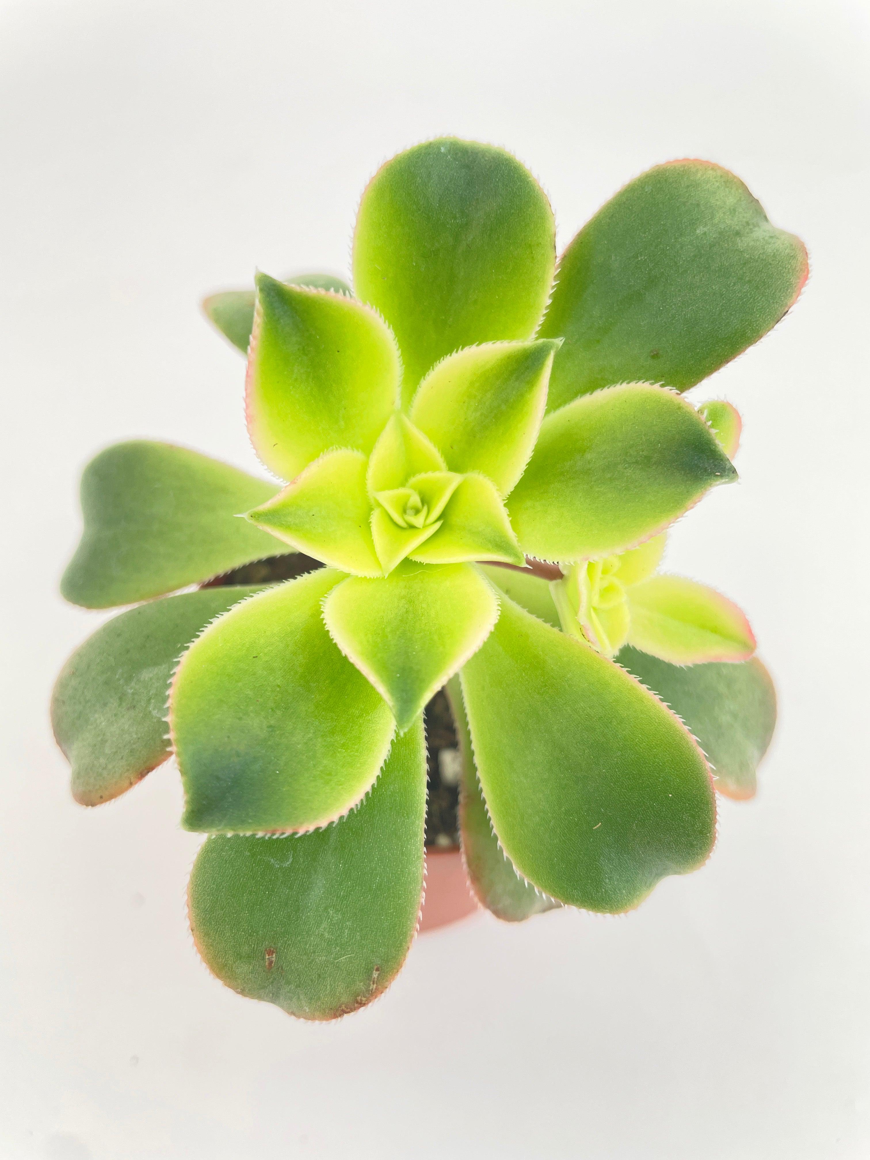 Aeonium 'Kiwi' Succulent