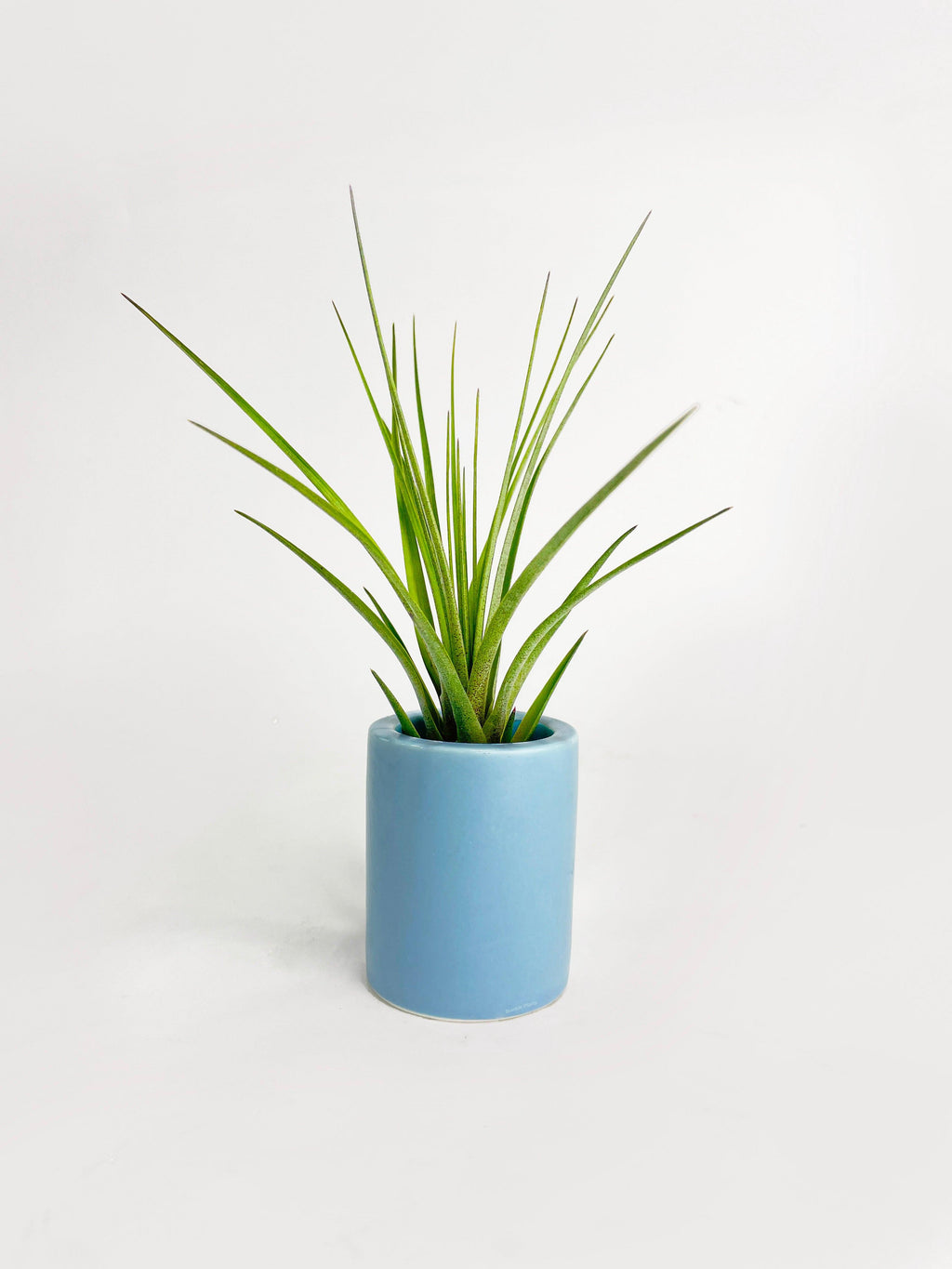 Tillandsia Moonlight Air Plant