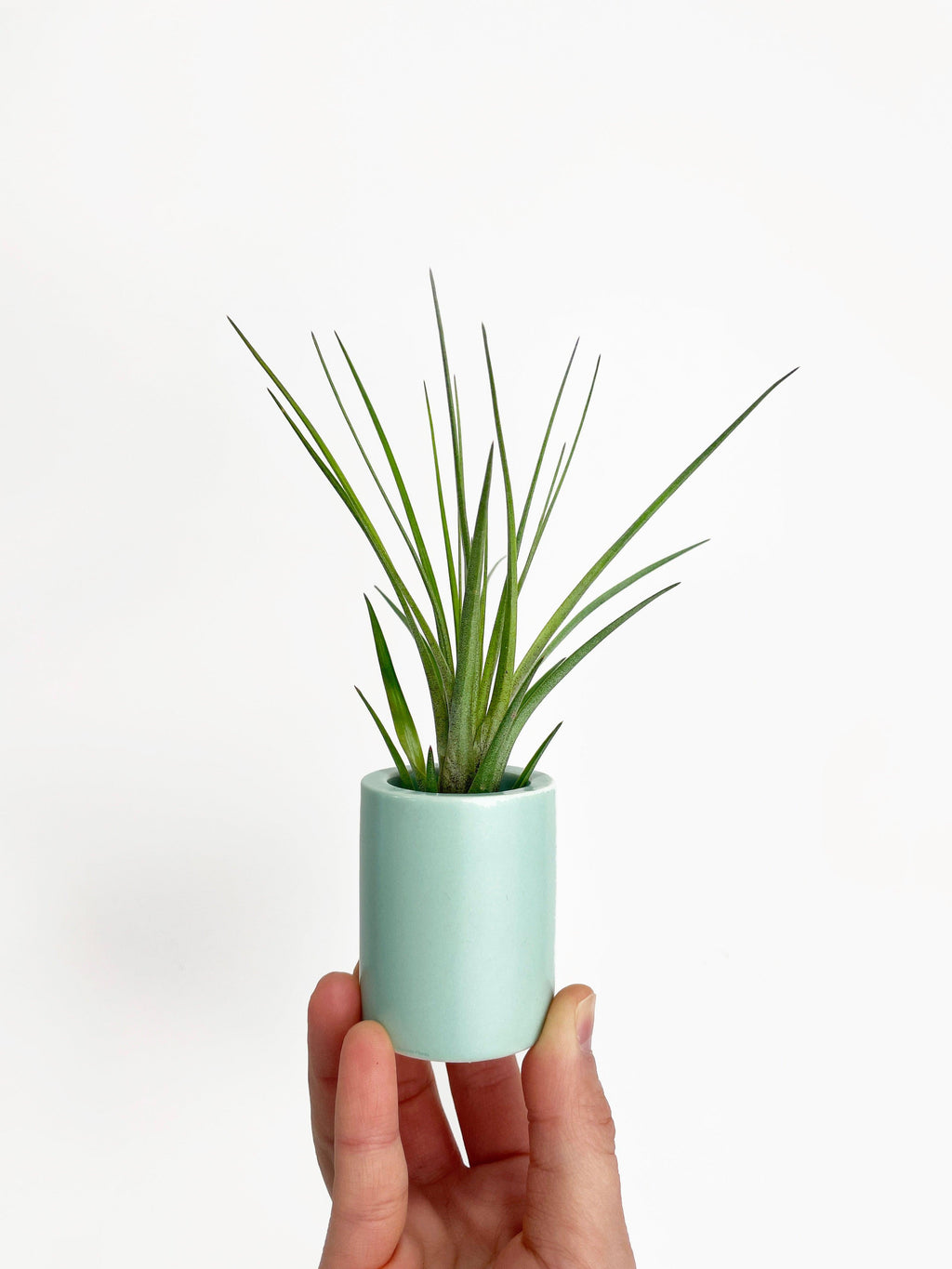 Tillandsia Moonlight Air Plant