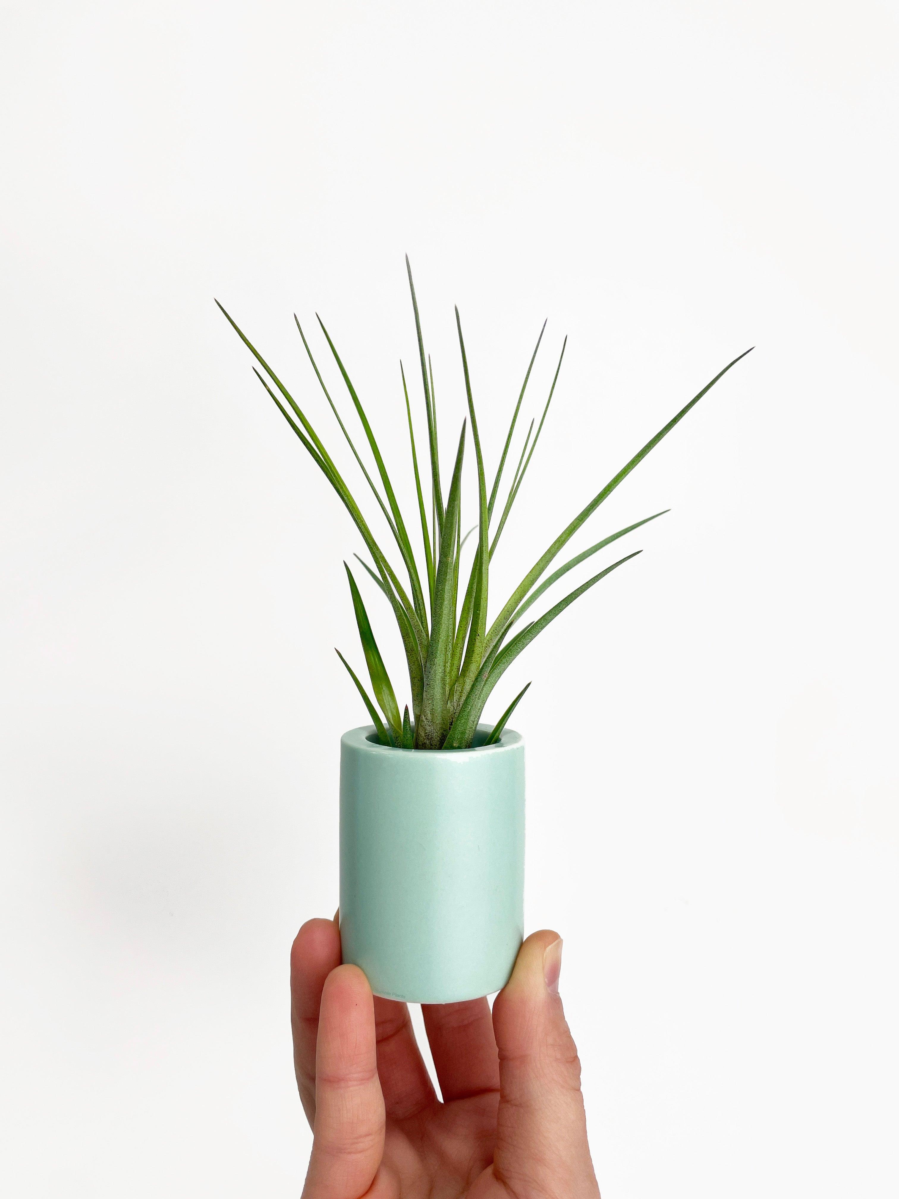 Tillandsia Moonlight Air Plant