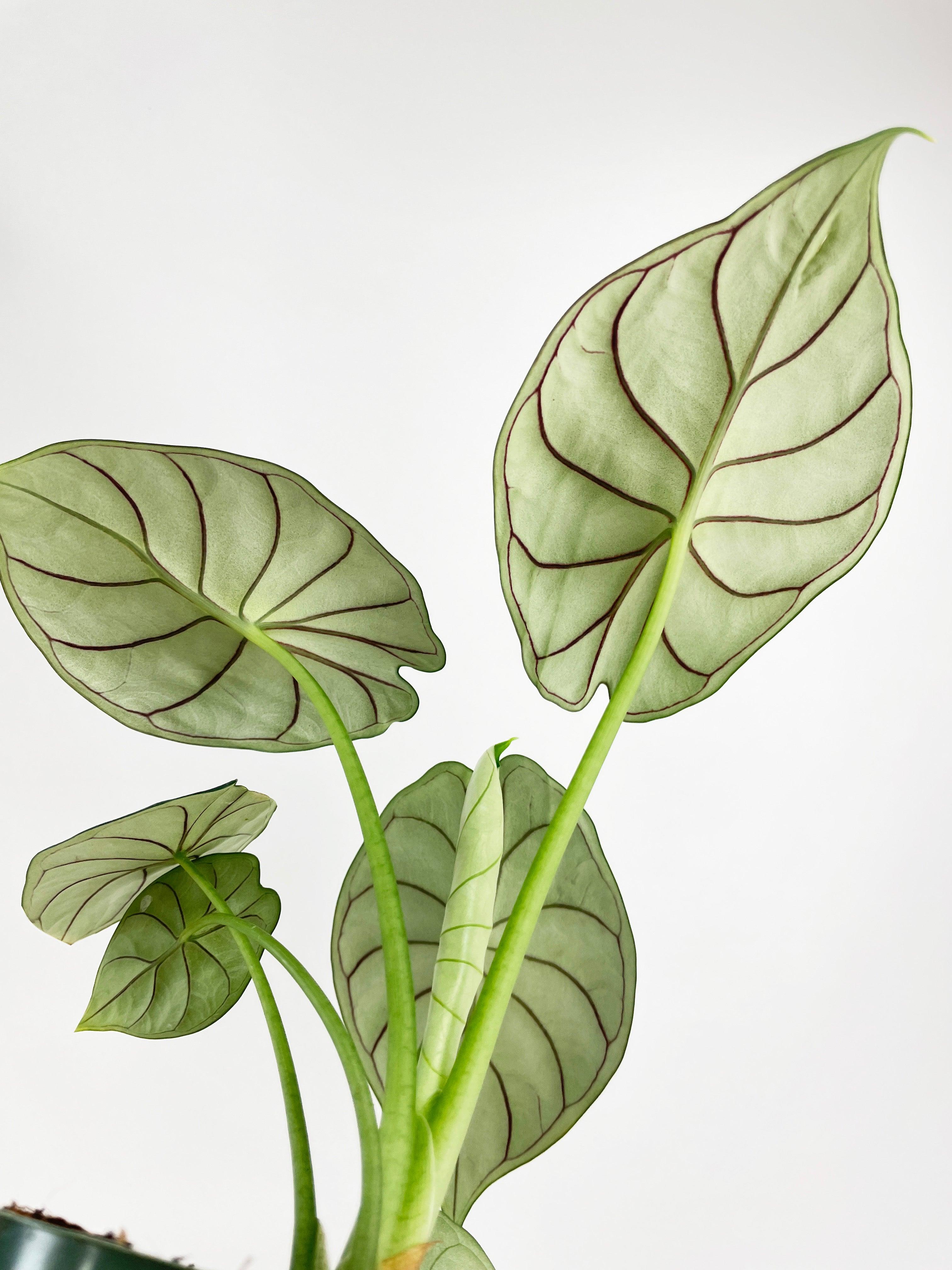 Alocasia Baginda 'Dragon Scale'