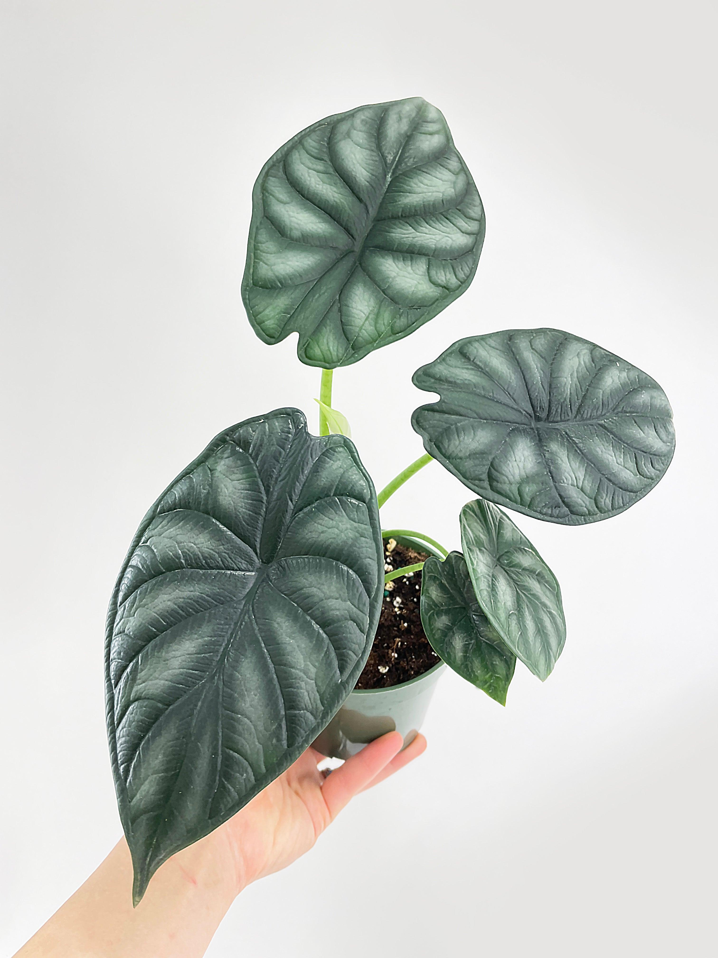 Alocasia Baginda 'Dragon Scale'