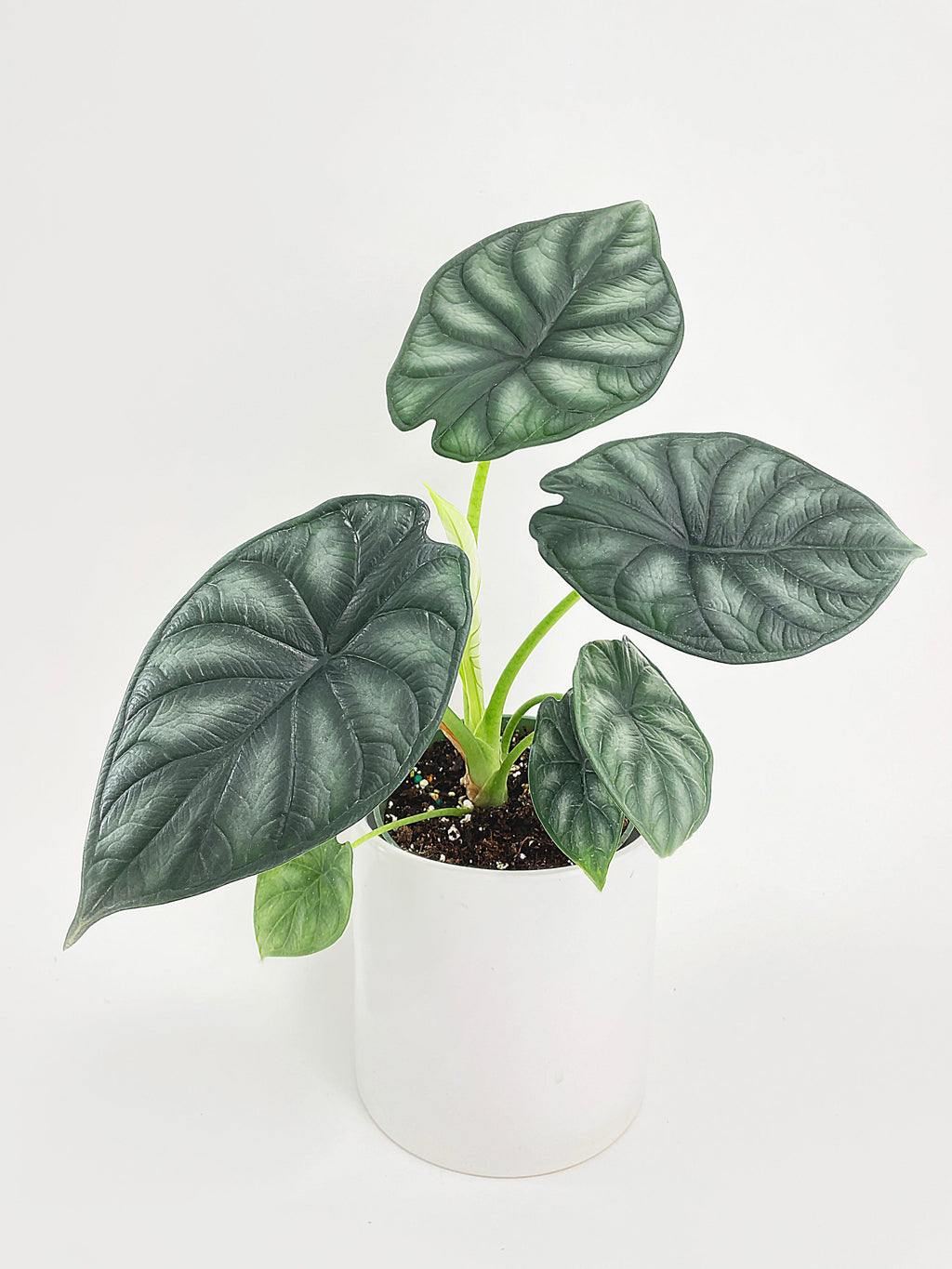 Alocasia Baginda 'Dragon Scale'