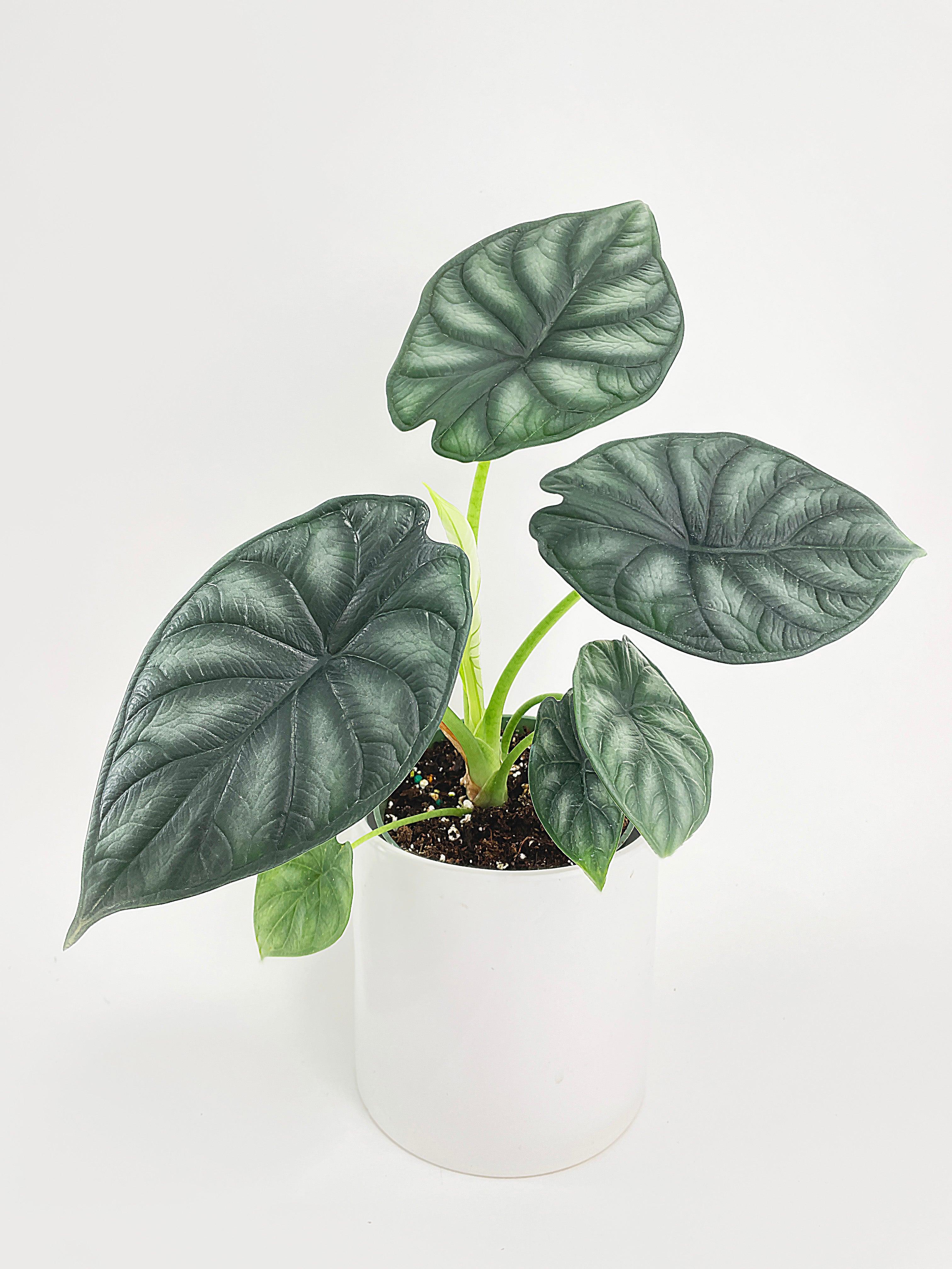 Alocasia Baginda 'Dragon Scale'