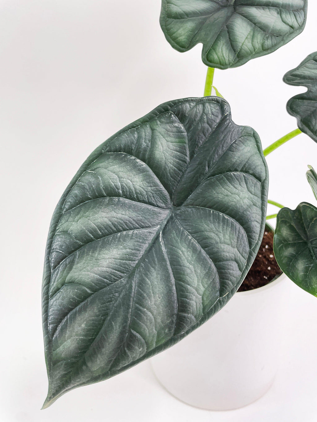 Alocasia Baginda 'Dragon Scale'