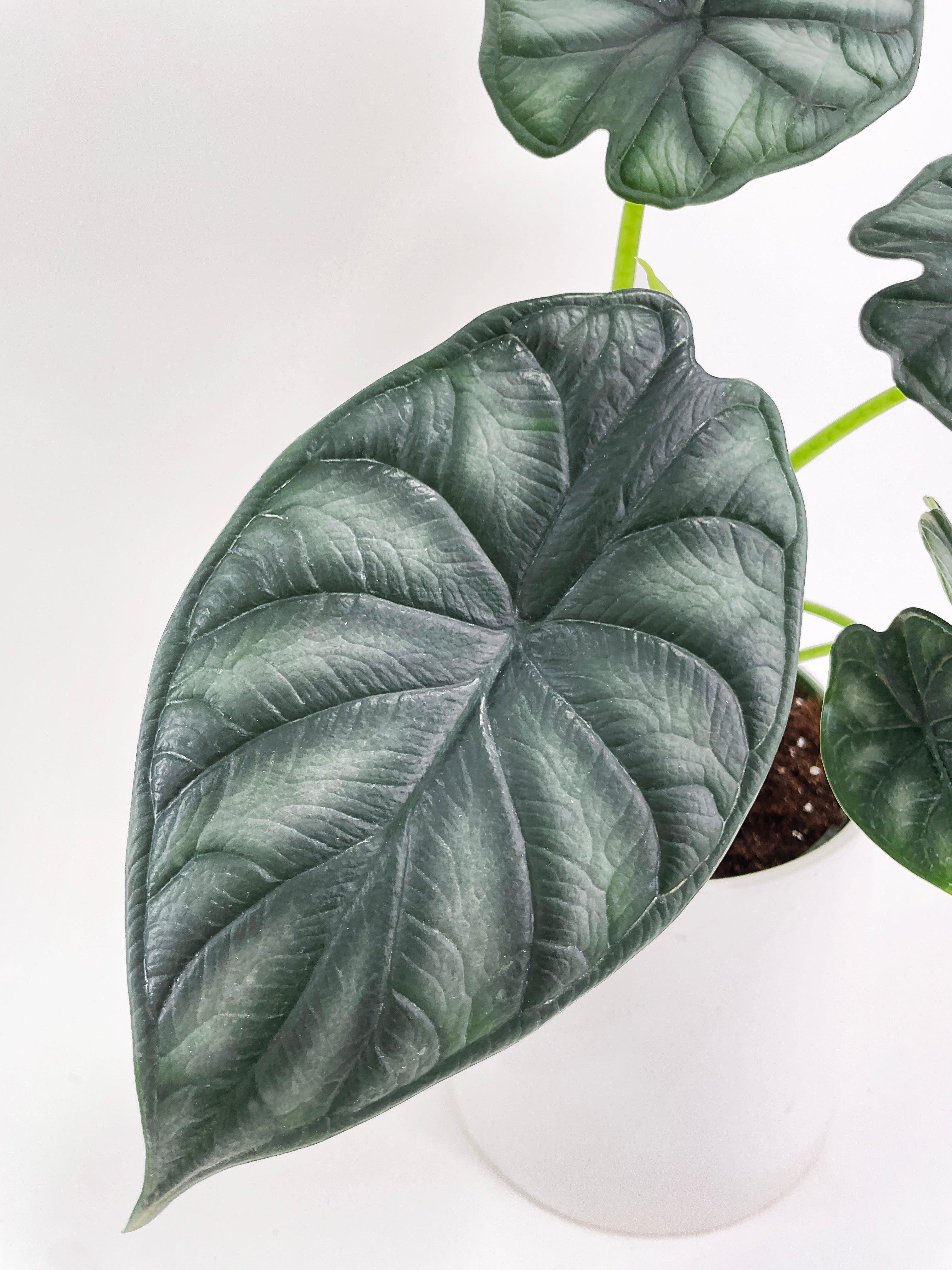 Alocasia Baginda 'Dragon Scale'