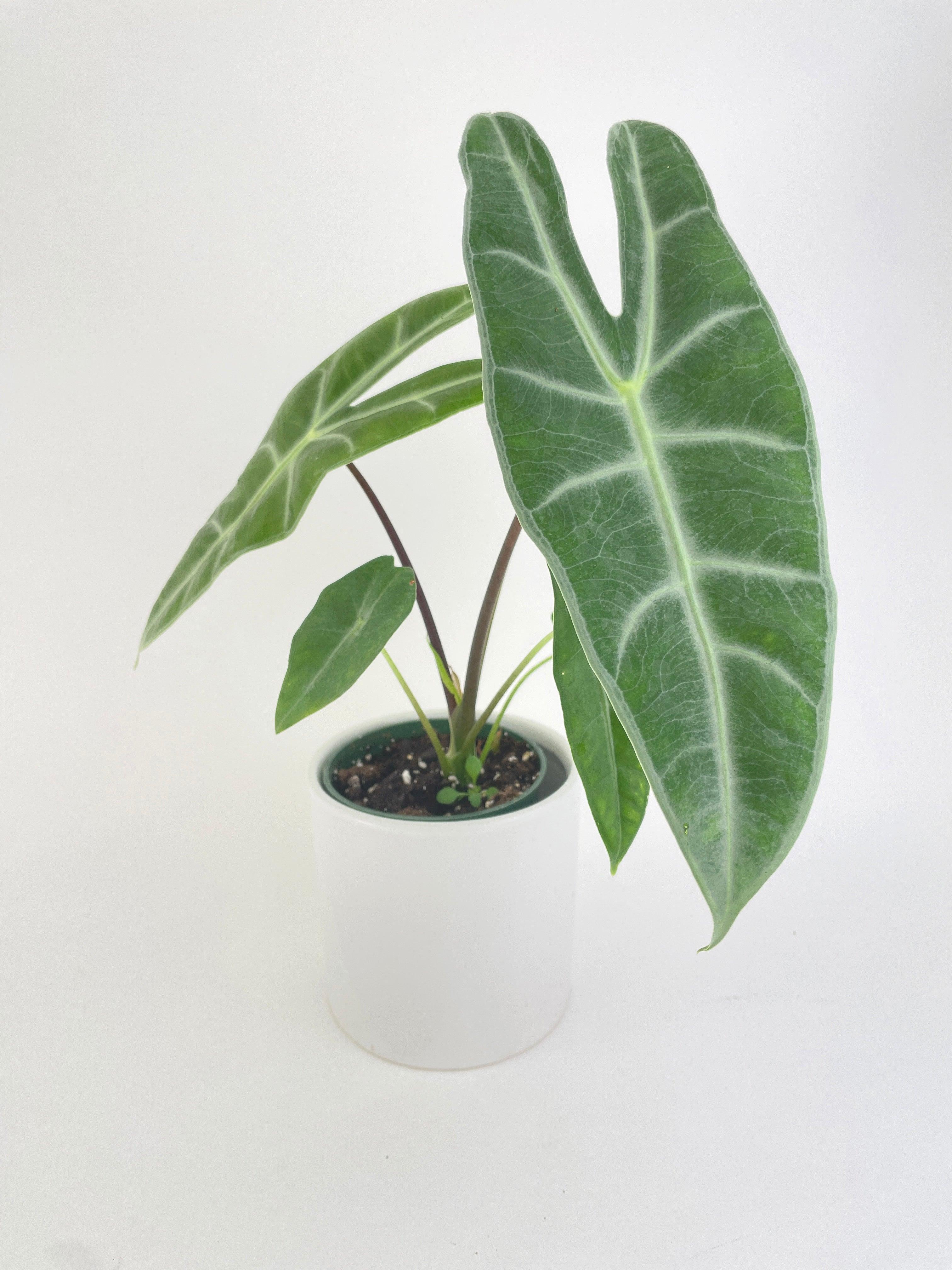 Alocasia Dragon Tooth Longiloba