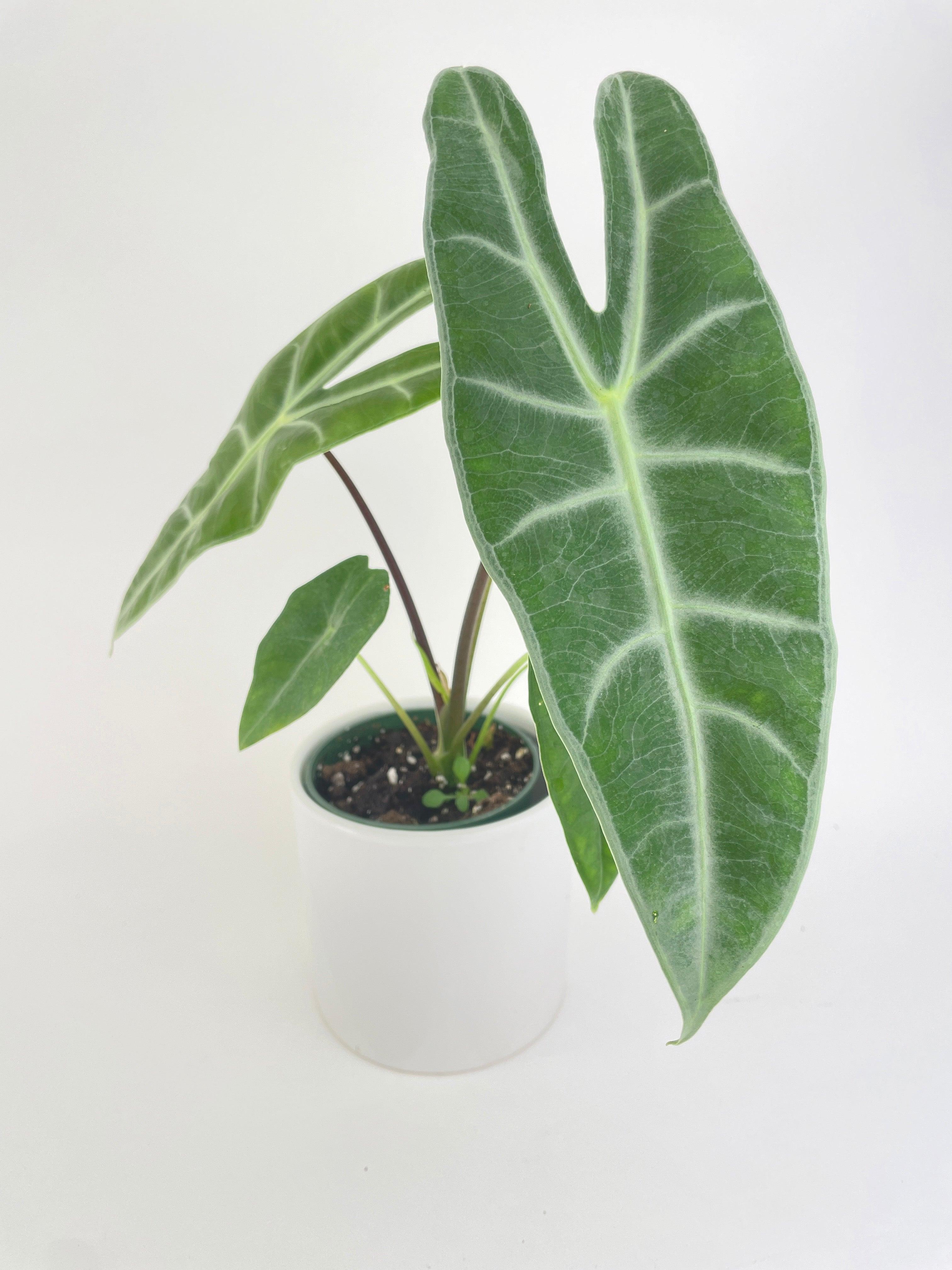 Alocasia Dragon Tooth Longiloba