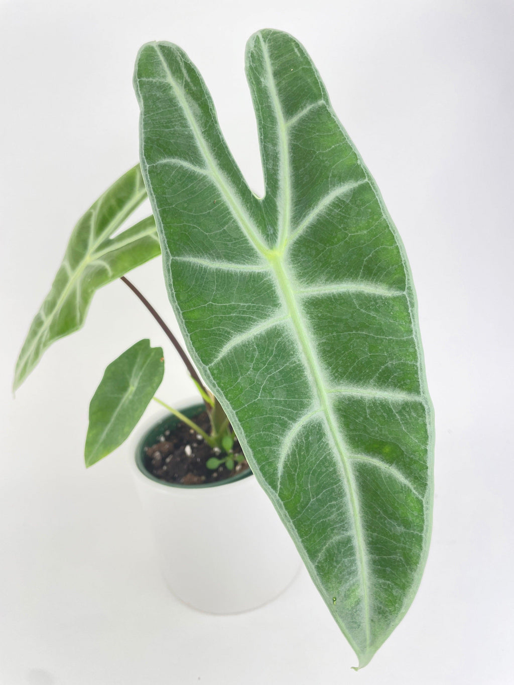 Alocasia Dragon Tooth Longiloba
