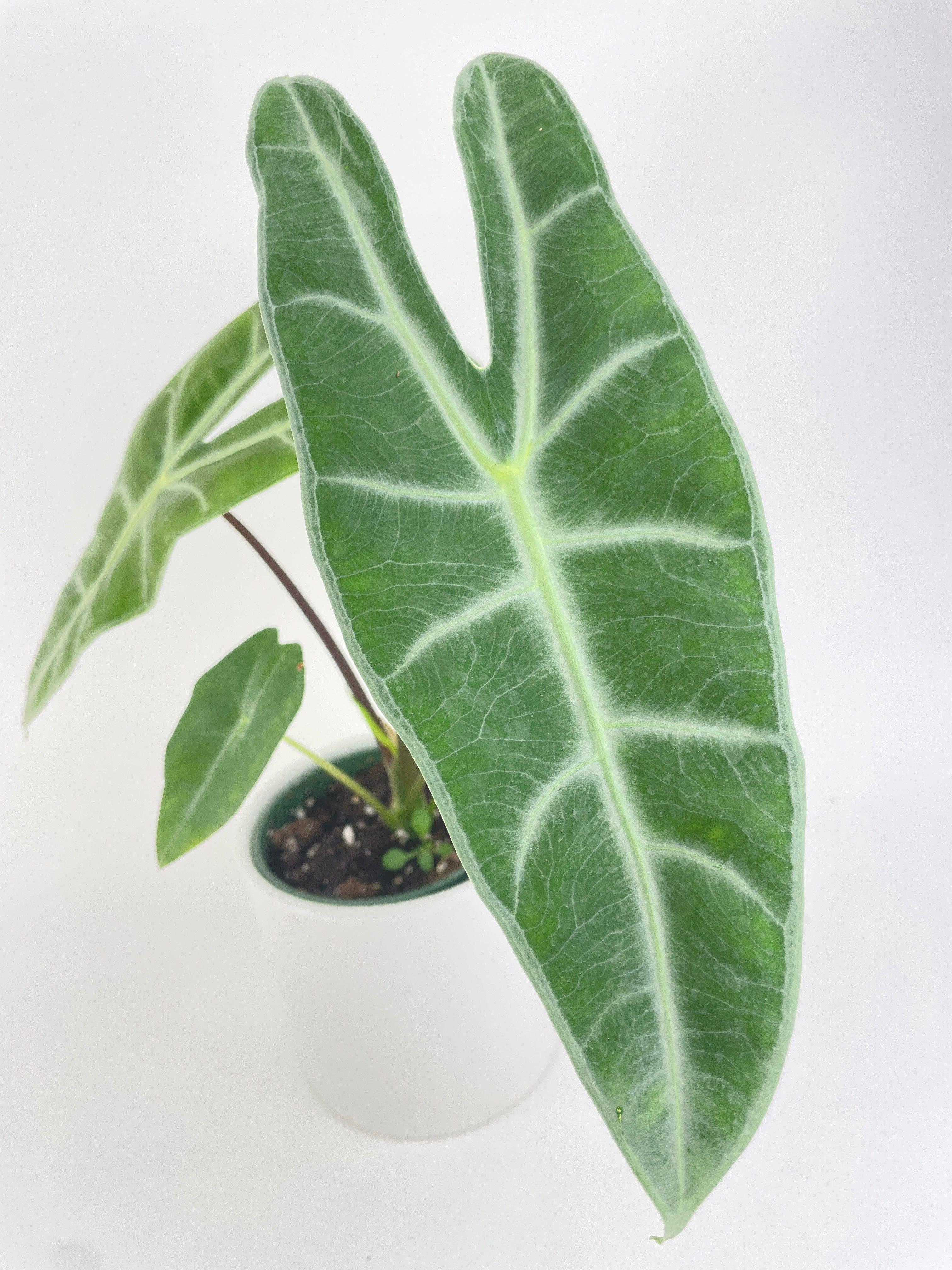 Alocasia Dragon Tooth Longiloba